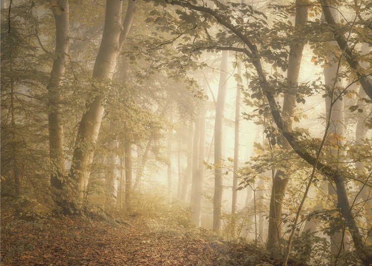 Bos licht