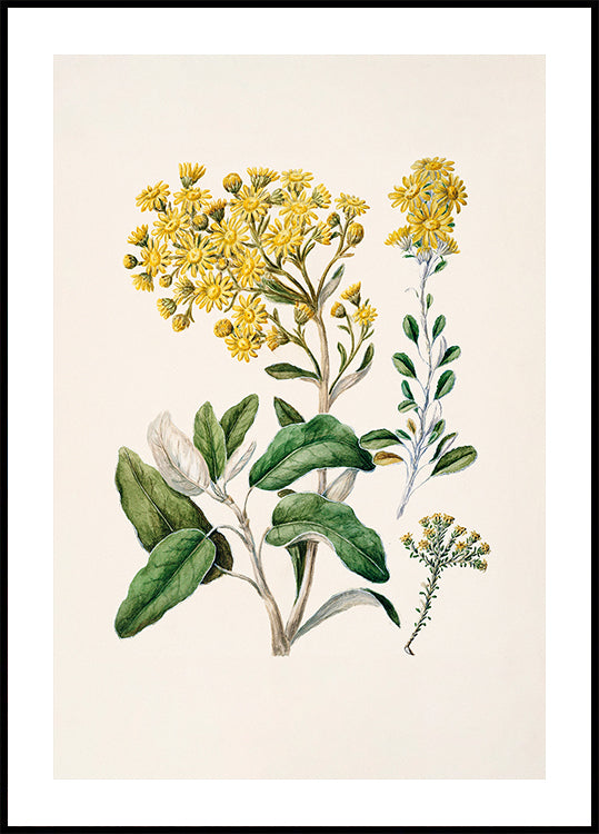 Een botanische illustratie van een verscheidenheid aan gele bloemen en groene bladeren tegen een lichte achtergrond.