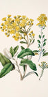De afbeelding is een botanische illustratie met een verscheidenheid aan gele bloemen en groene bladeren.