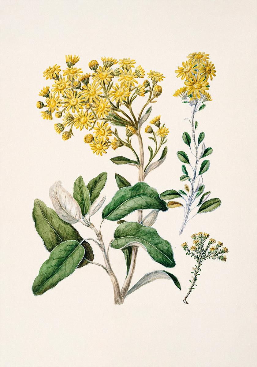 De afbeelding is een botanische illustratie met een verscheidenheid aan gele bloemen en groene bladeren.