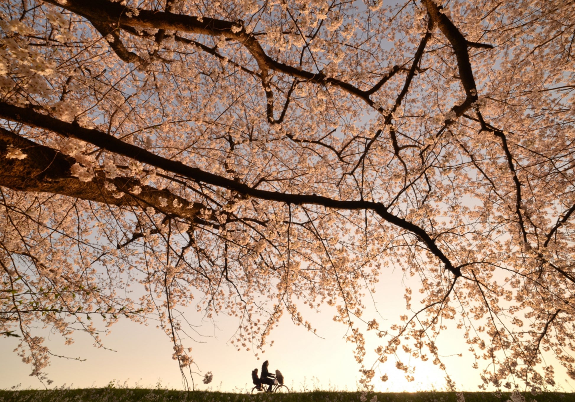 Zonsondergangrit met kersenbloesems