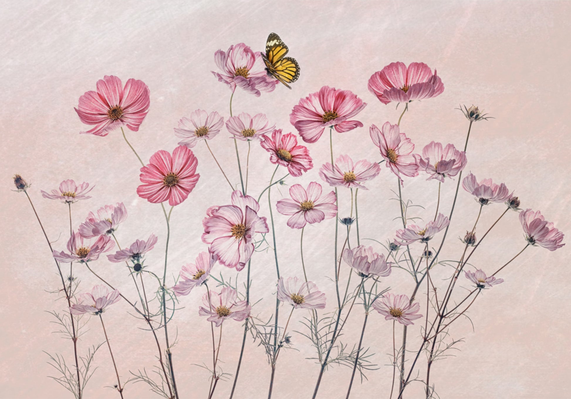 Roze Kosmosvlinder