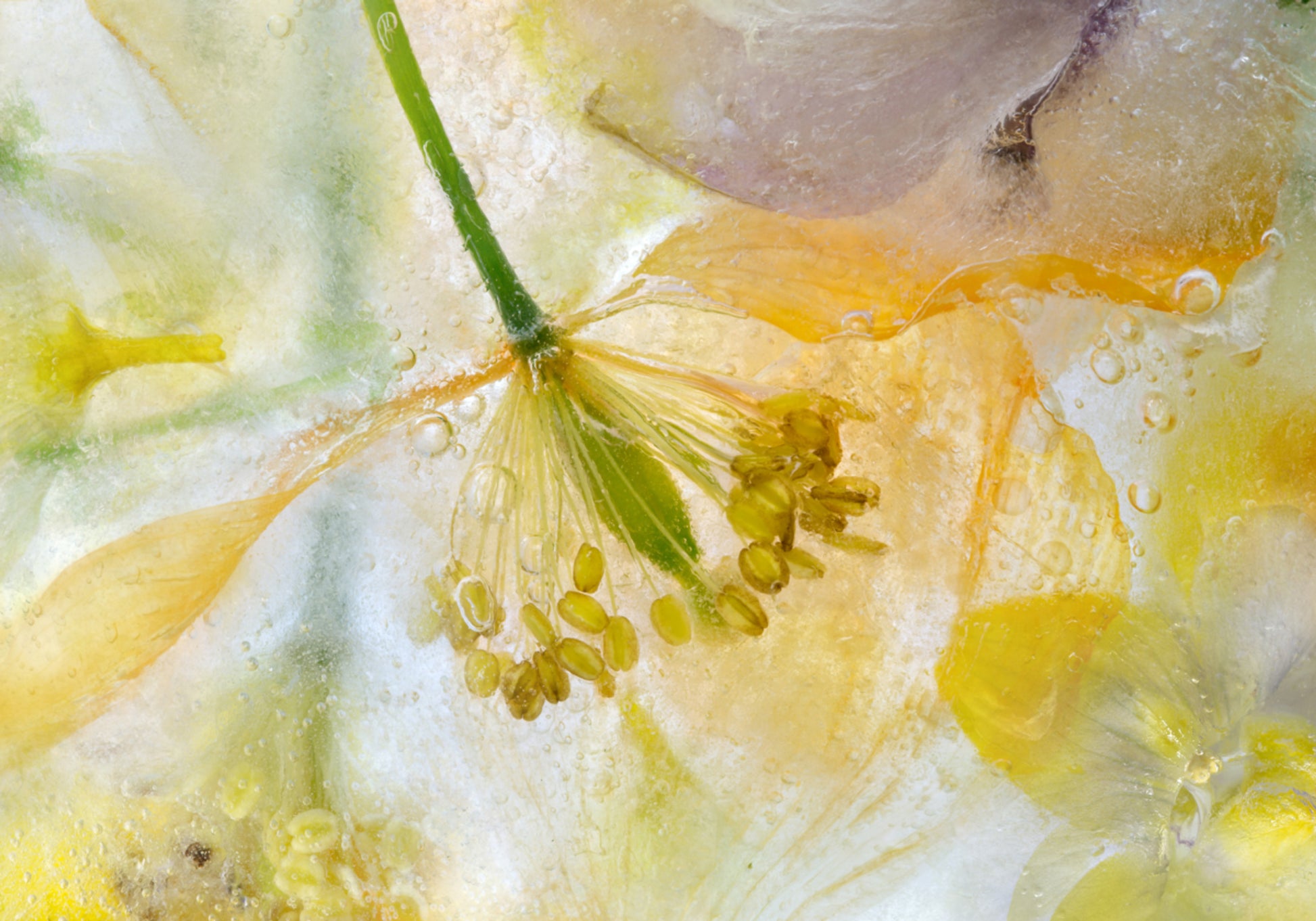 Papaver ijs