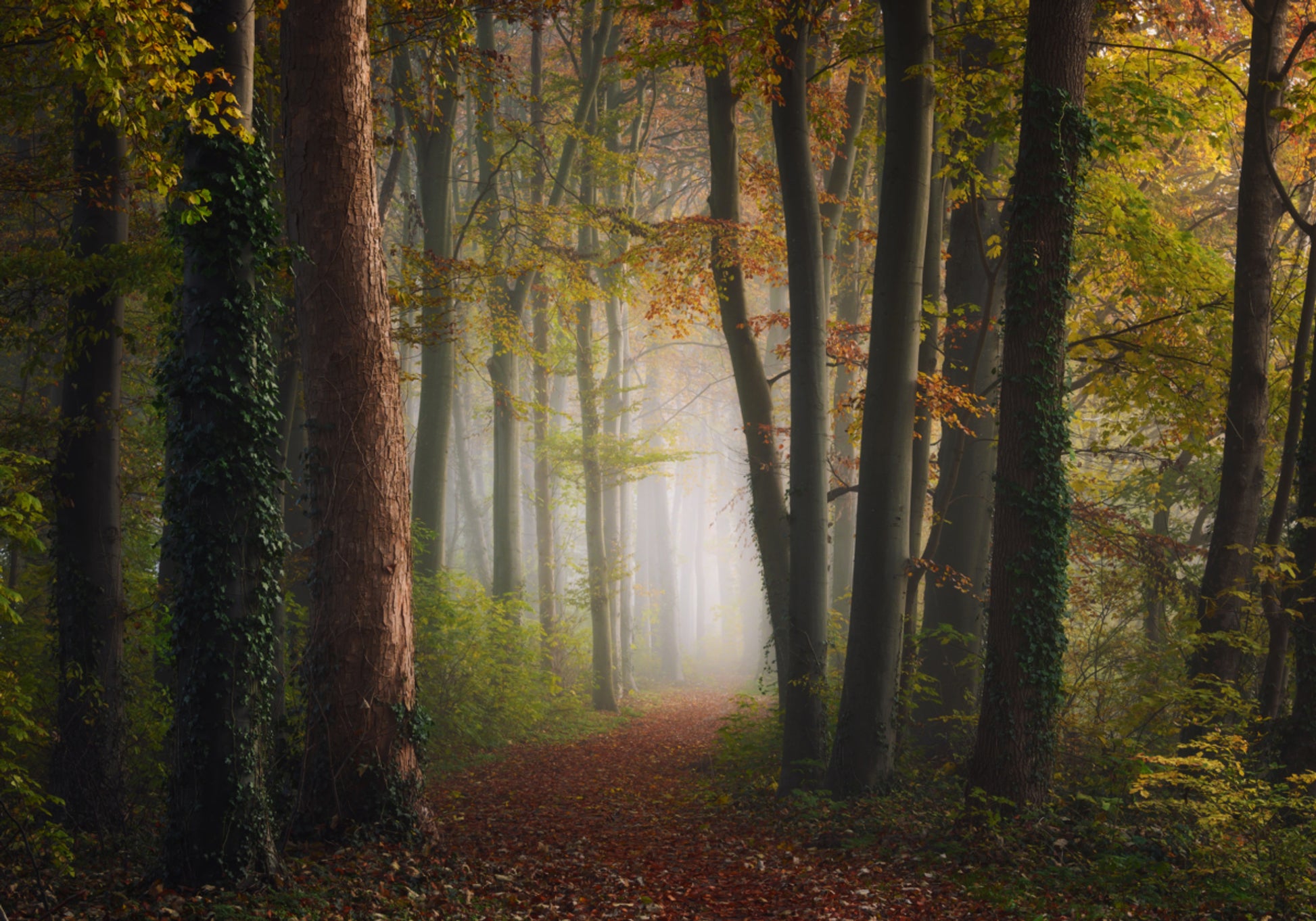 Mistige herfst bospad