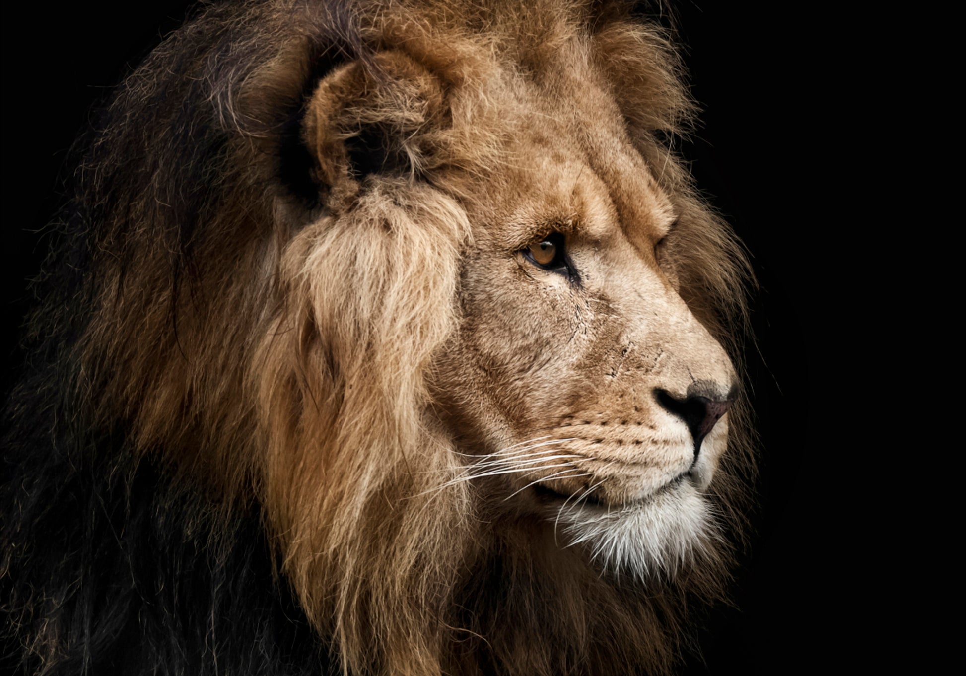 Majestueus Leeuwprofiel