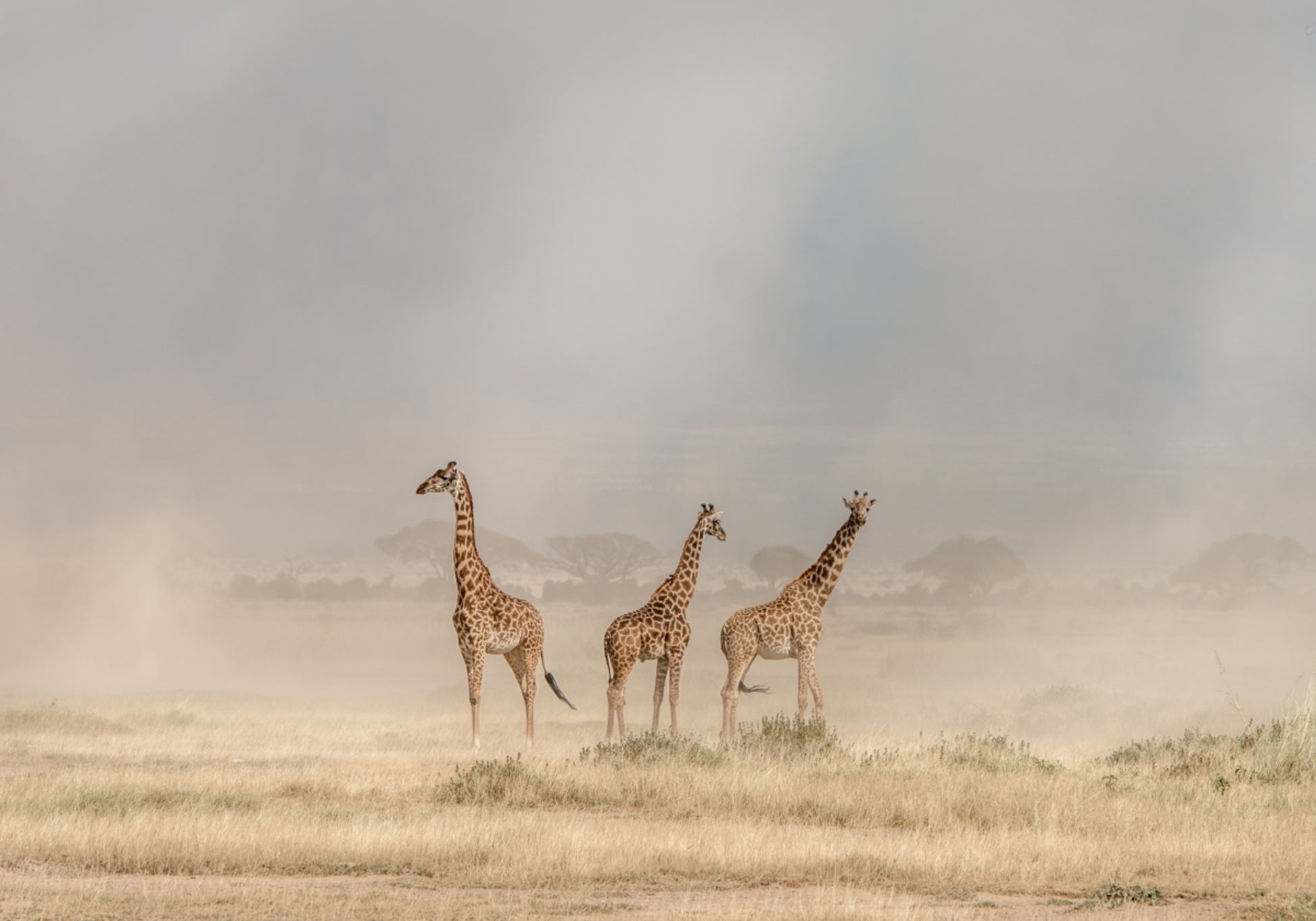 Giraffen in gouden stof