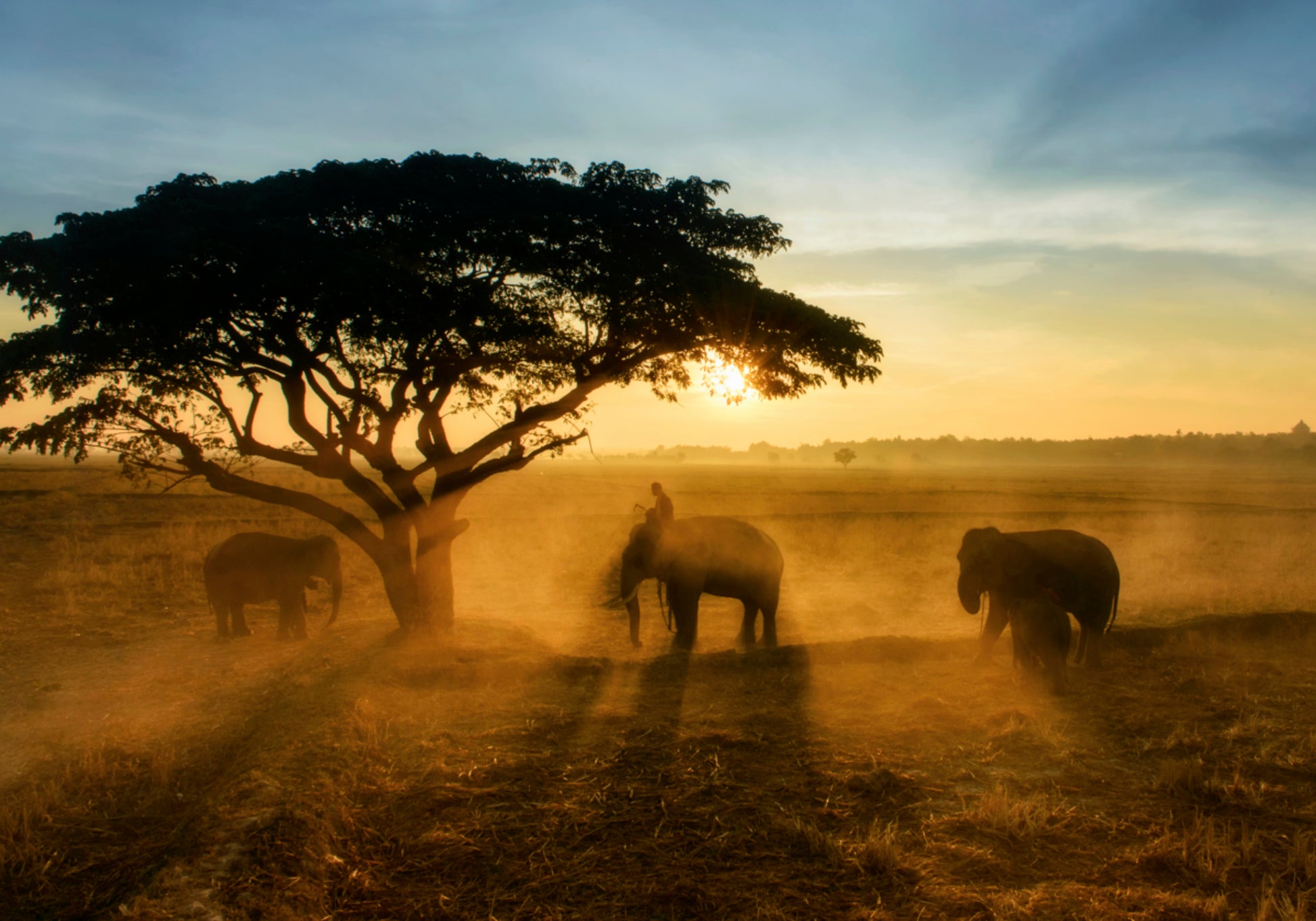 De gouden zonsondergang van de olifant