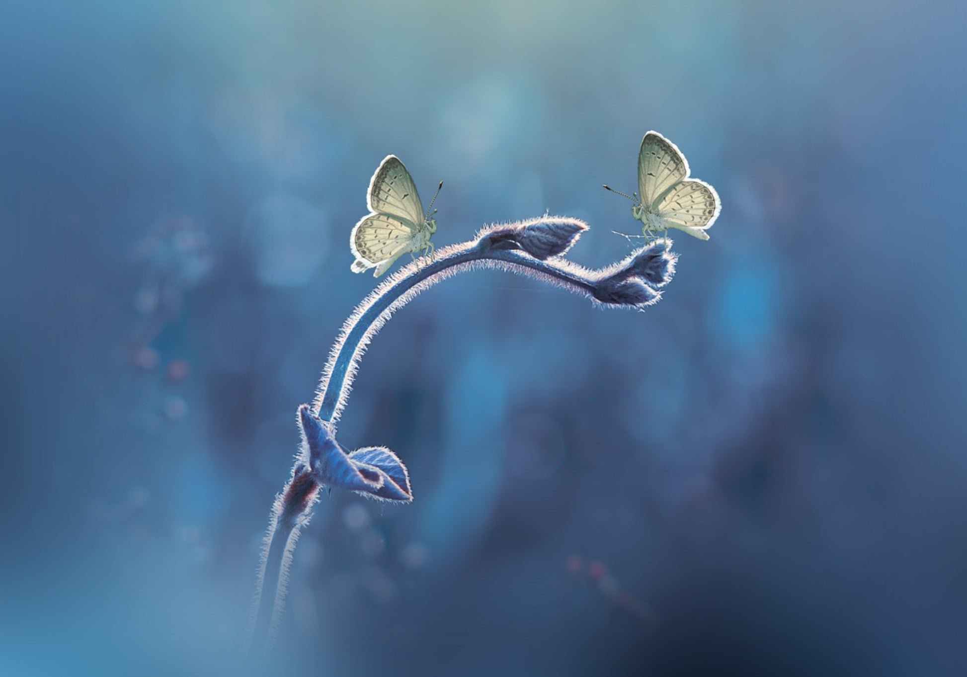 Delicaat vlinderduo