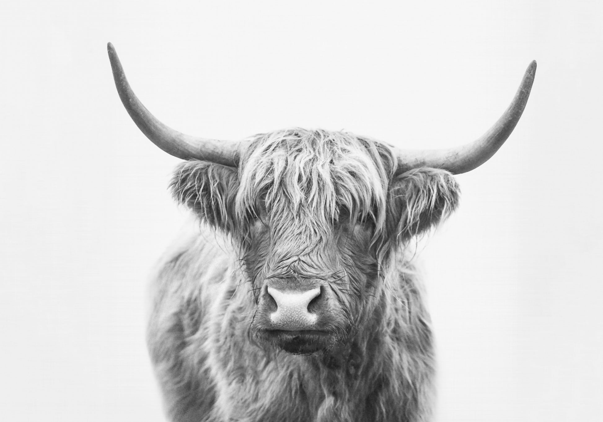 Hoogland Stier