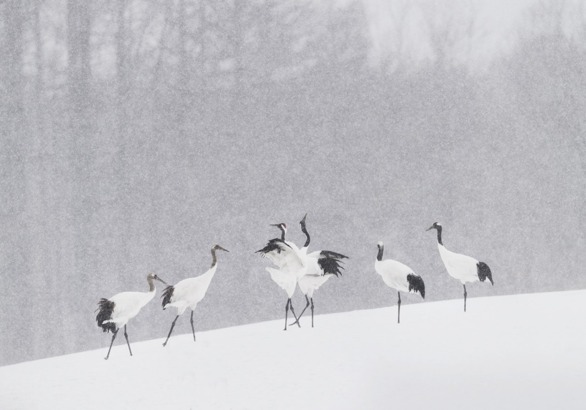Roodgekroonde kraanvogels Sneeuwval