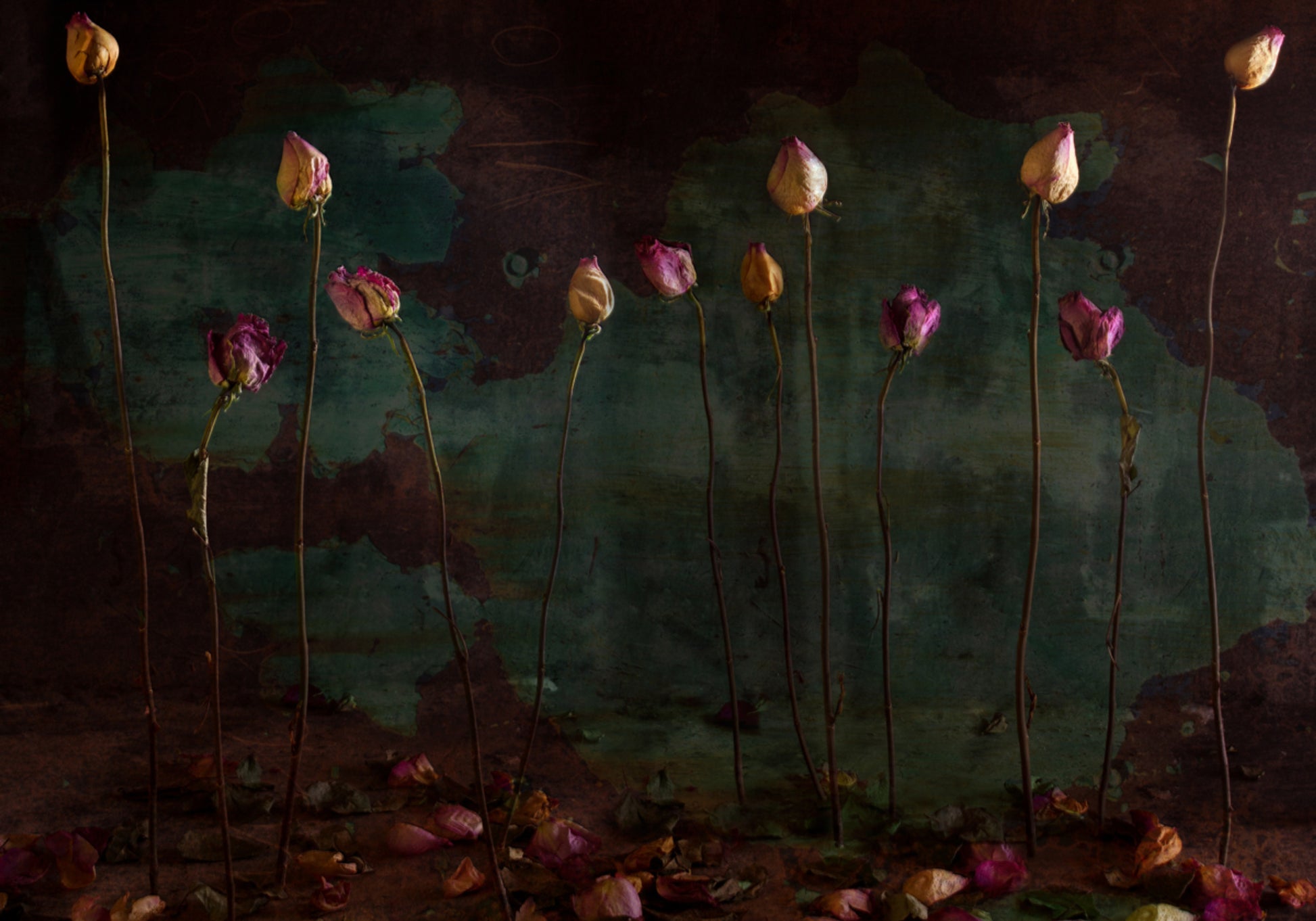 Humeurige gedroogde rozen
