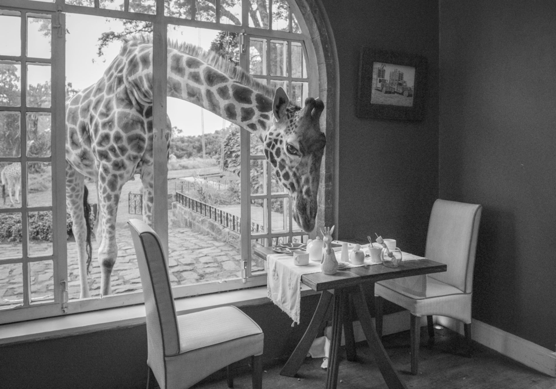 Ochtendgiraffe gast
