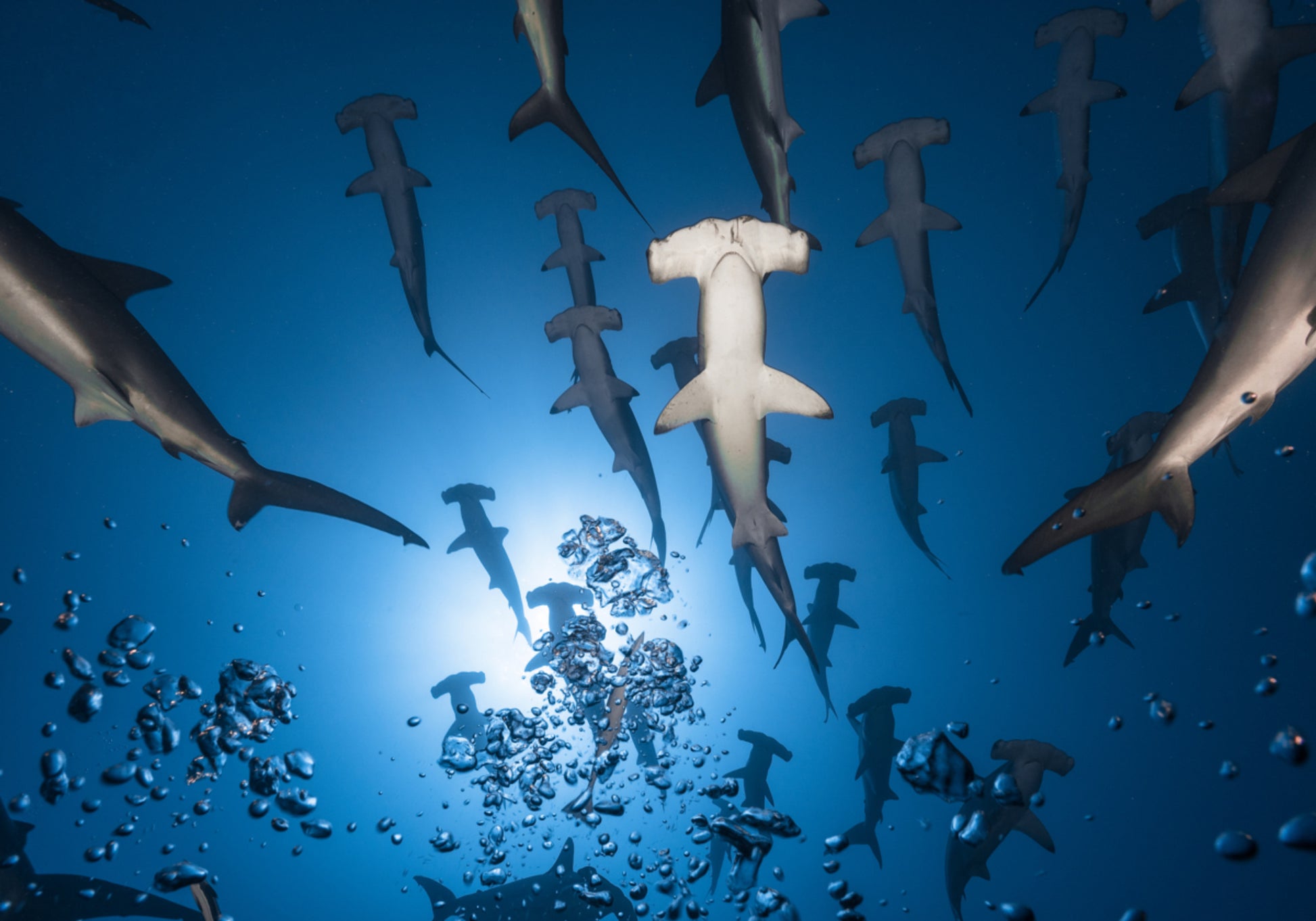 Hammerhead-school onderwater