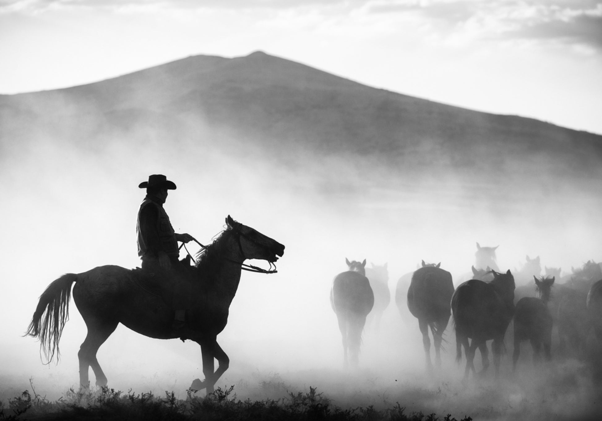 Cowboyhoedende paarden