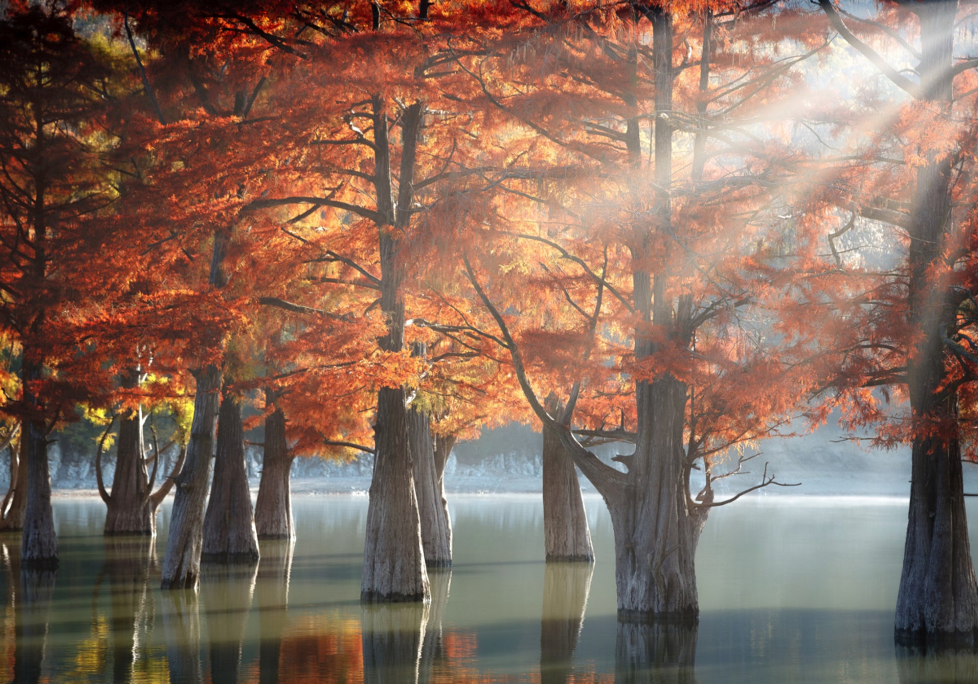 Golden Fall Cypress-meer