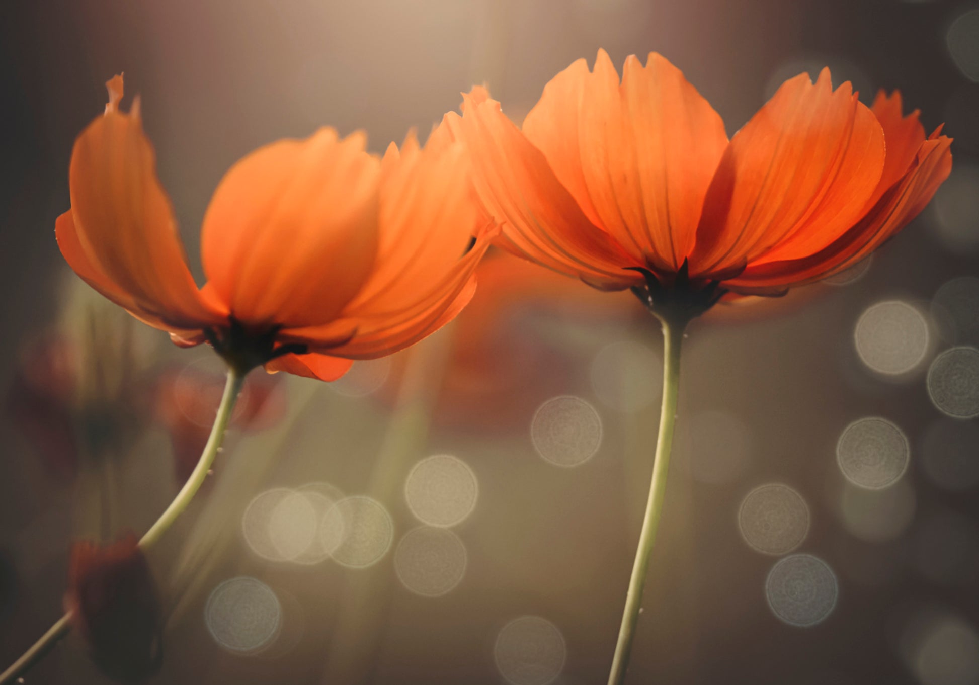Gloeiende kosmosbloemen