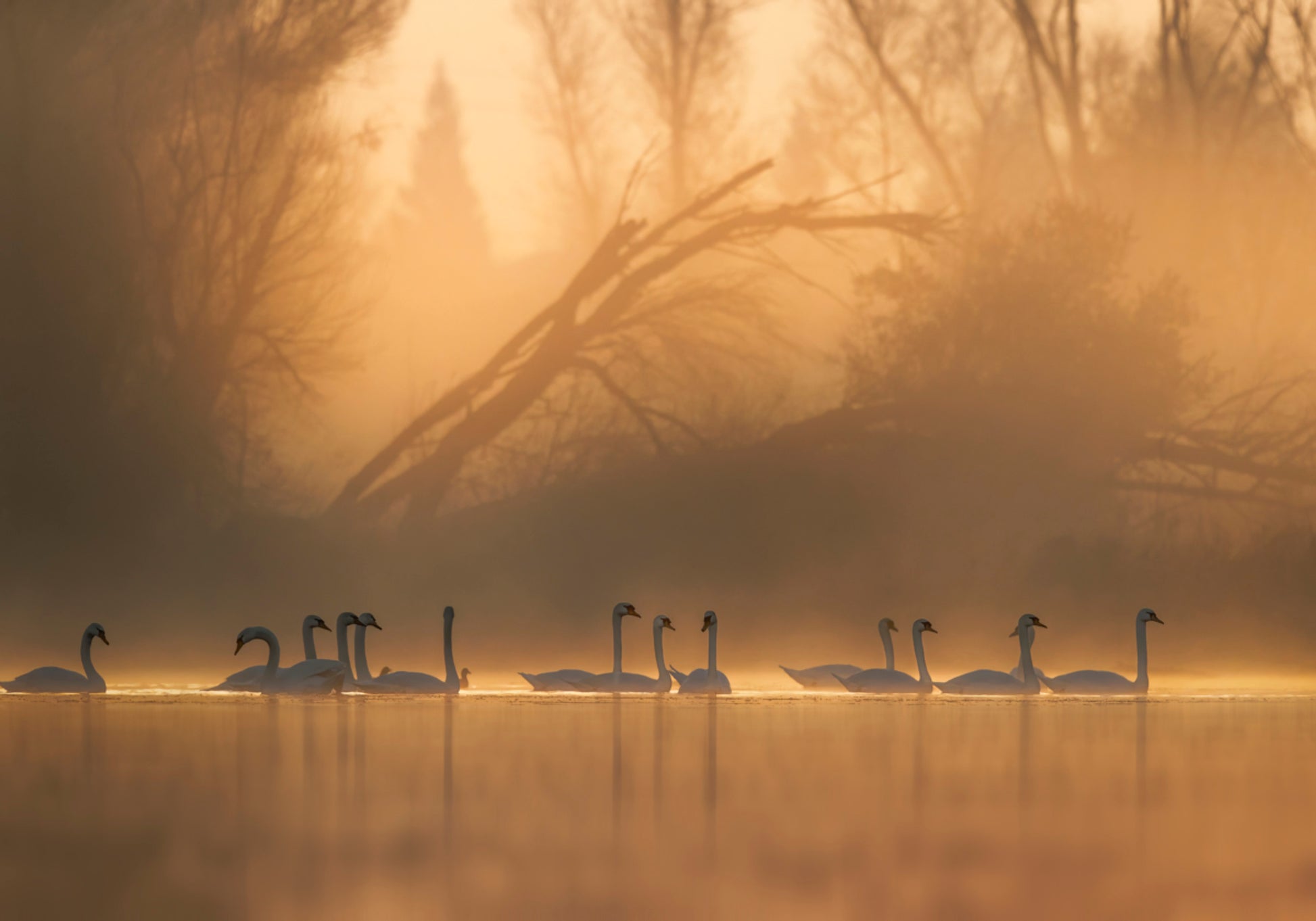 Zwanen in gouden mist