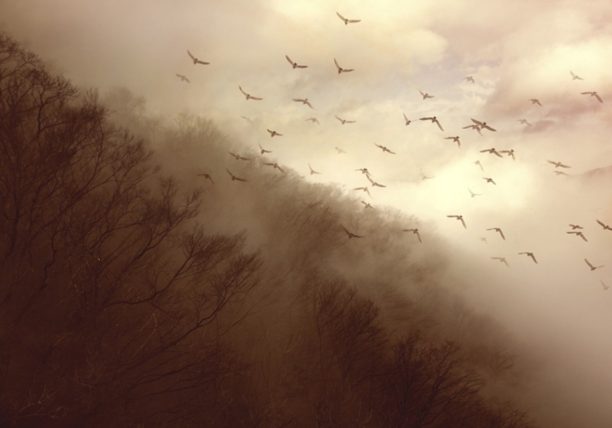 Vogels In Gouden Mist