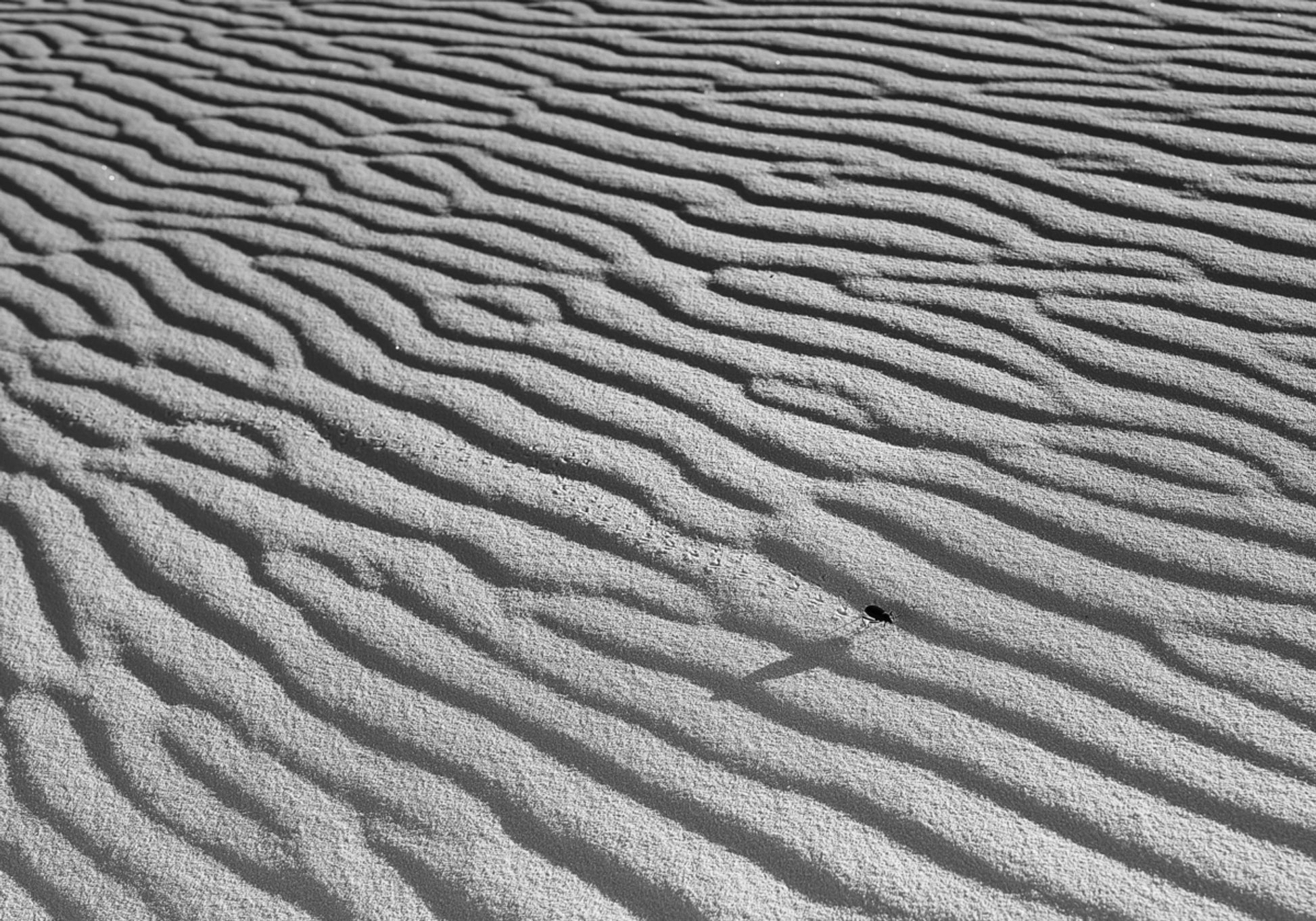 Golfde Zand En Insect
