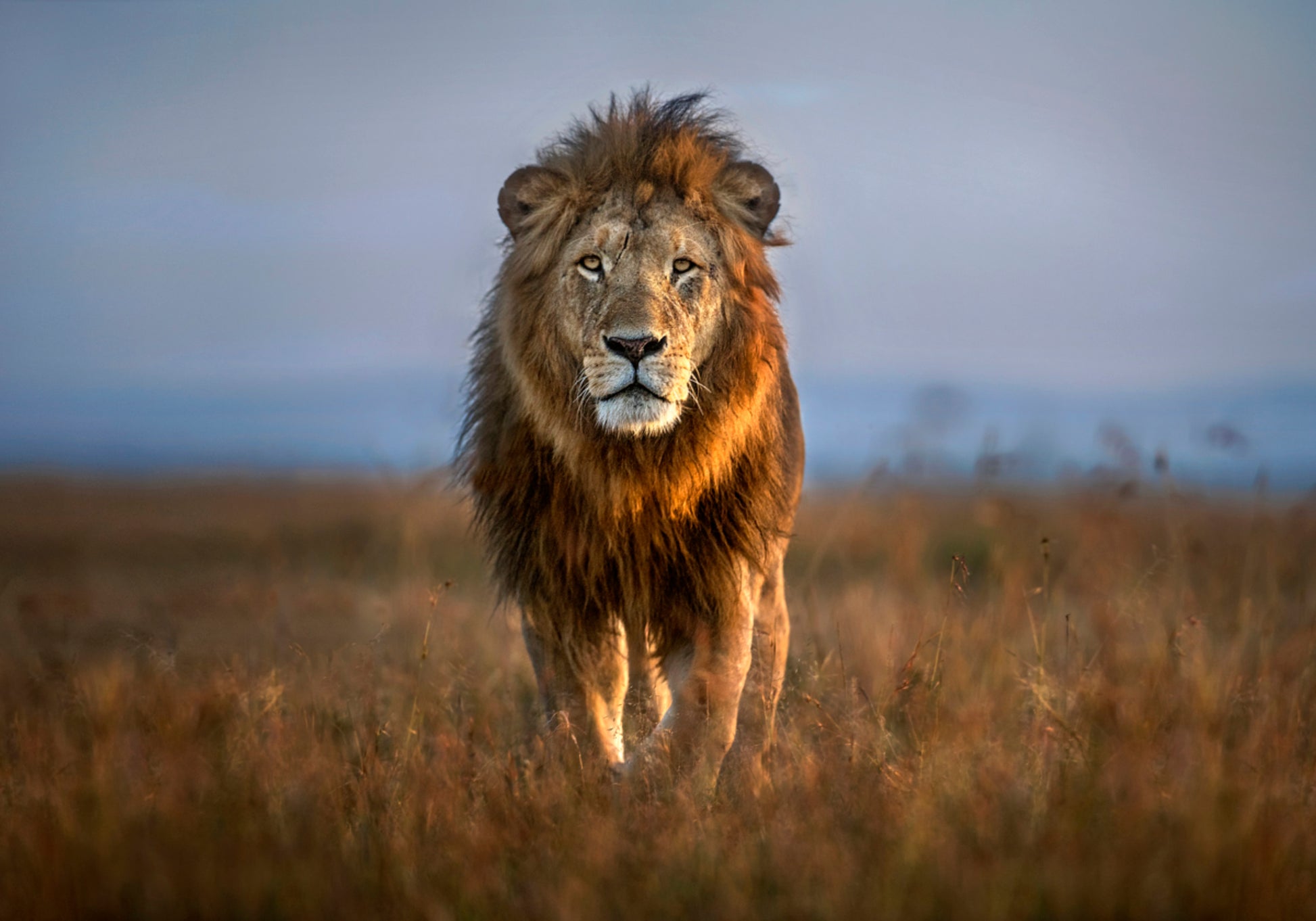Majestueuze Afrikaanse leeuw