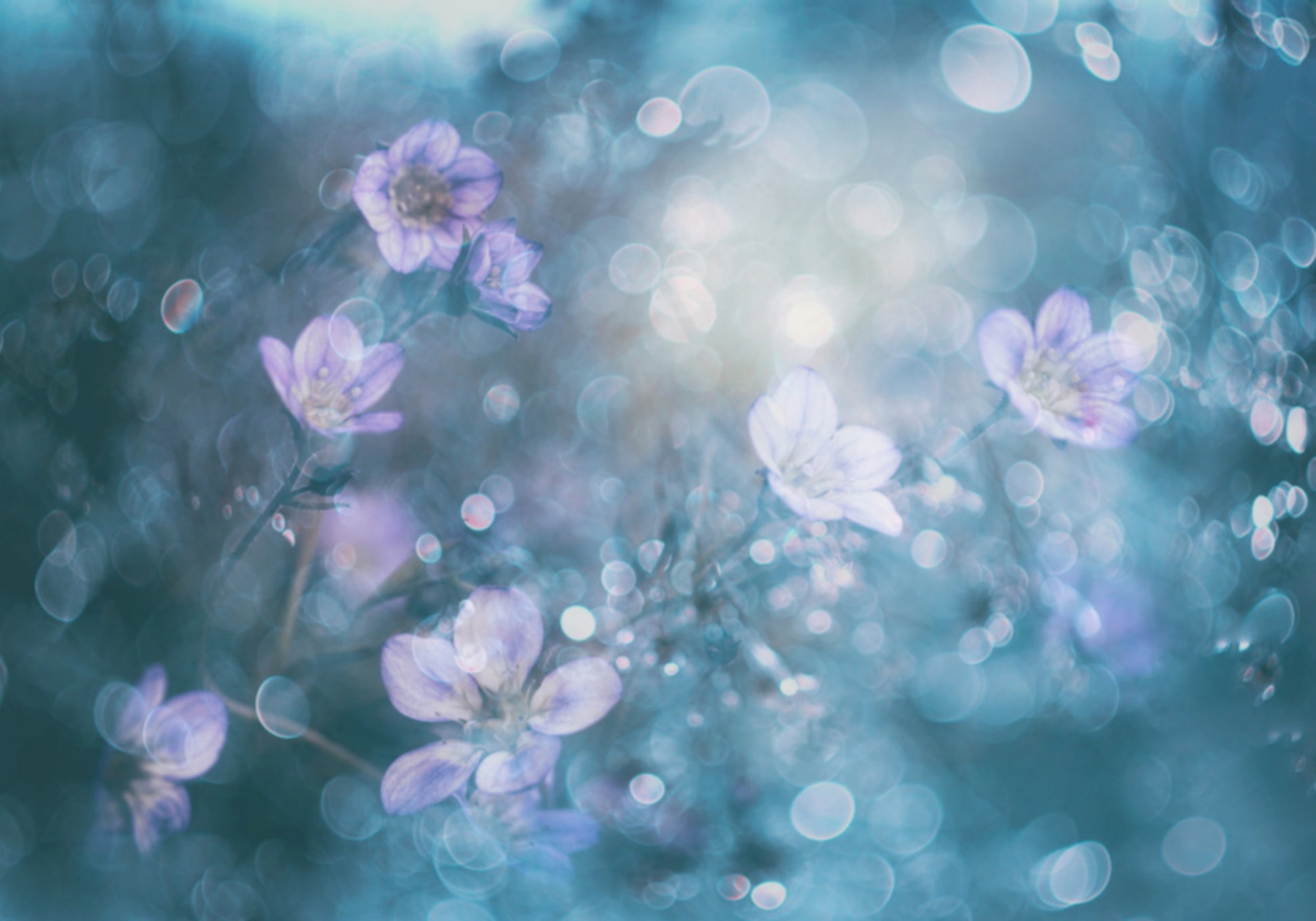Dromerige Bokeh-bloemen
