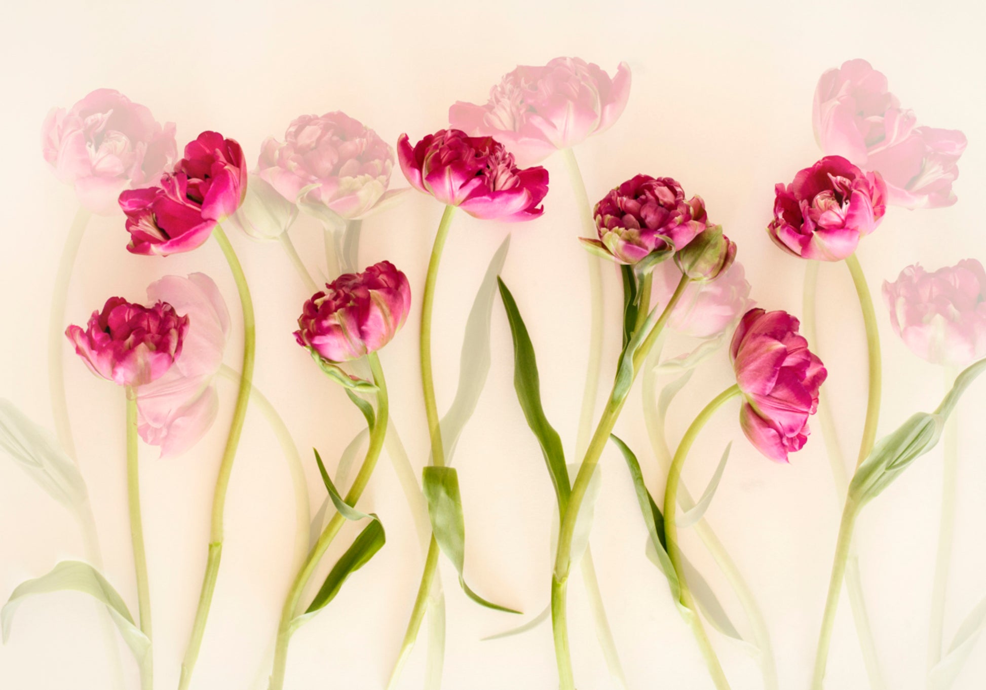 Dromerige roze tulpen