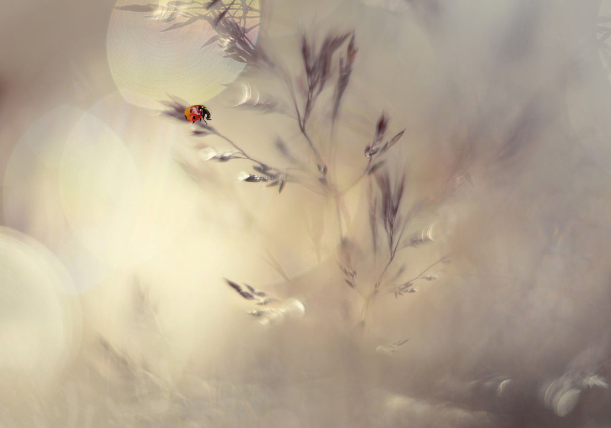 Dromerig lieveheersbeestje Bokeh