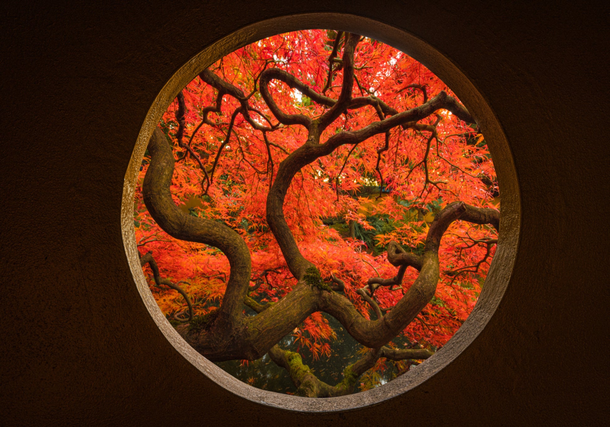 Herfst Esdoornportaal
