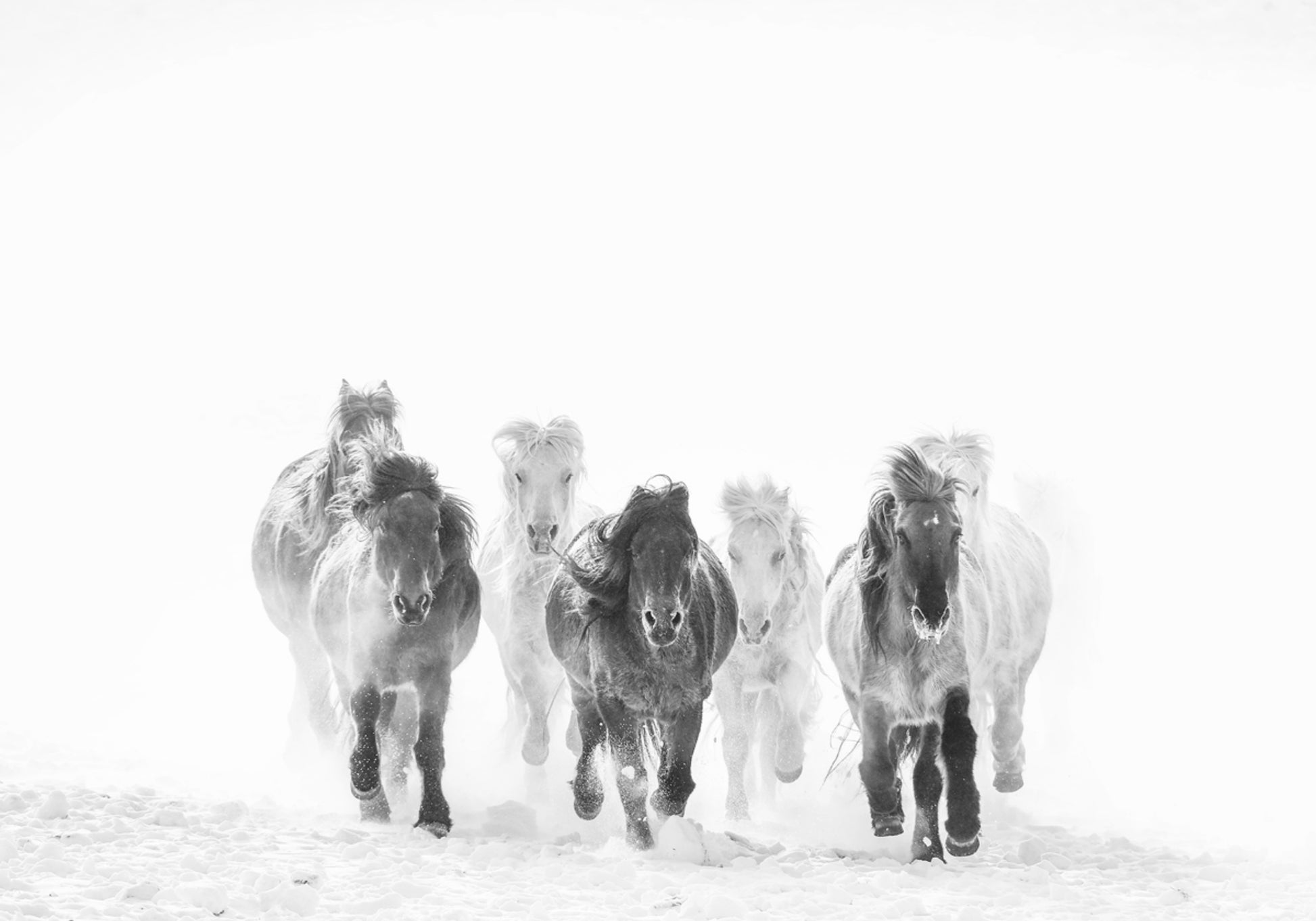 Majestueuze paarden Winter