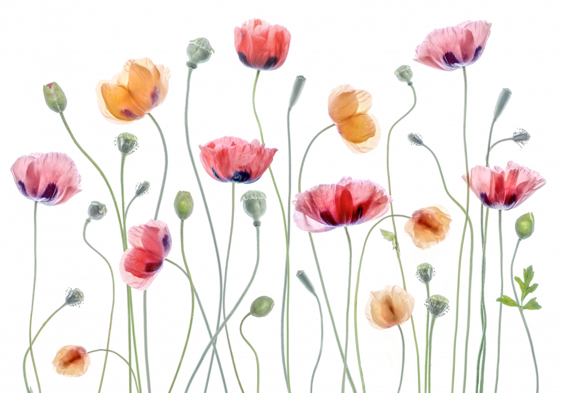 Papaver feestje
