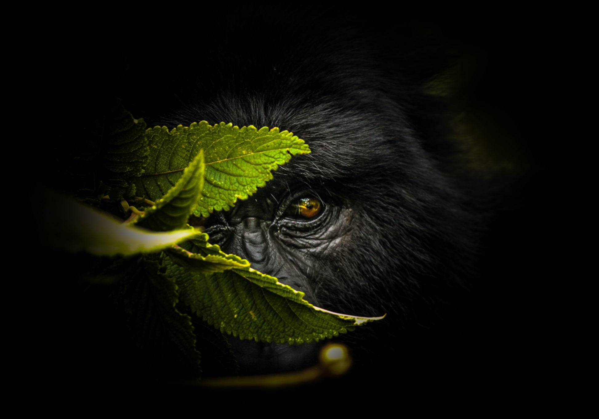 Mysterieuze Gorillablik