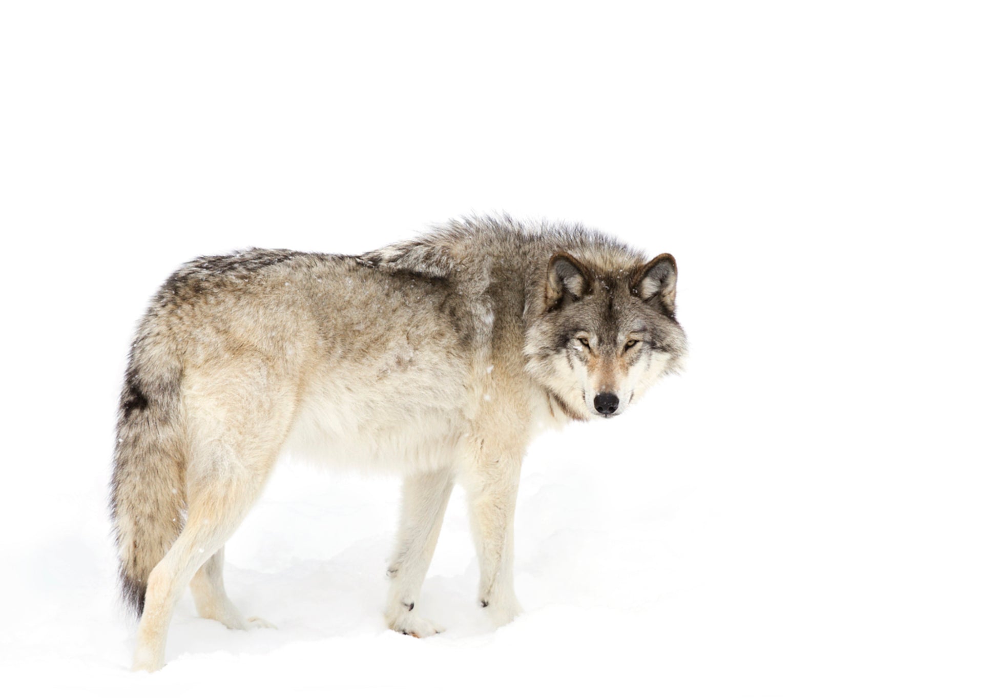 Waakzame winterwolf