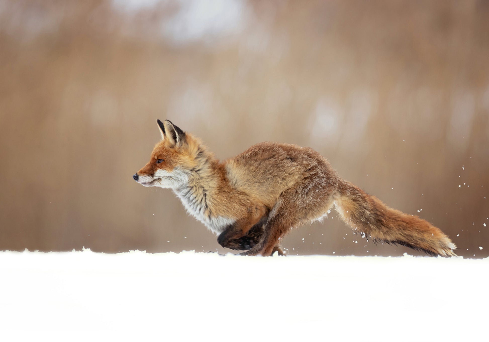 Red Fox-sneeuwsprint