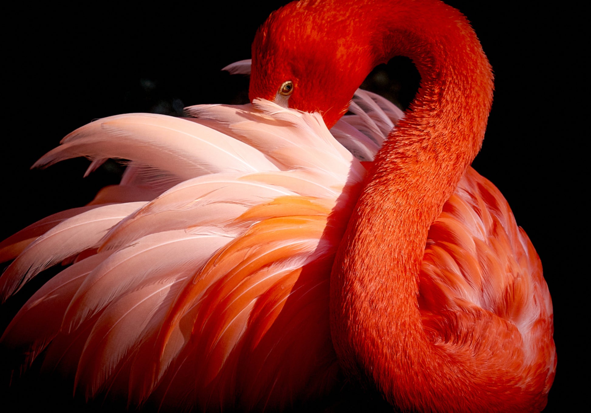 Elegante roze flamingo