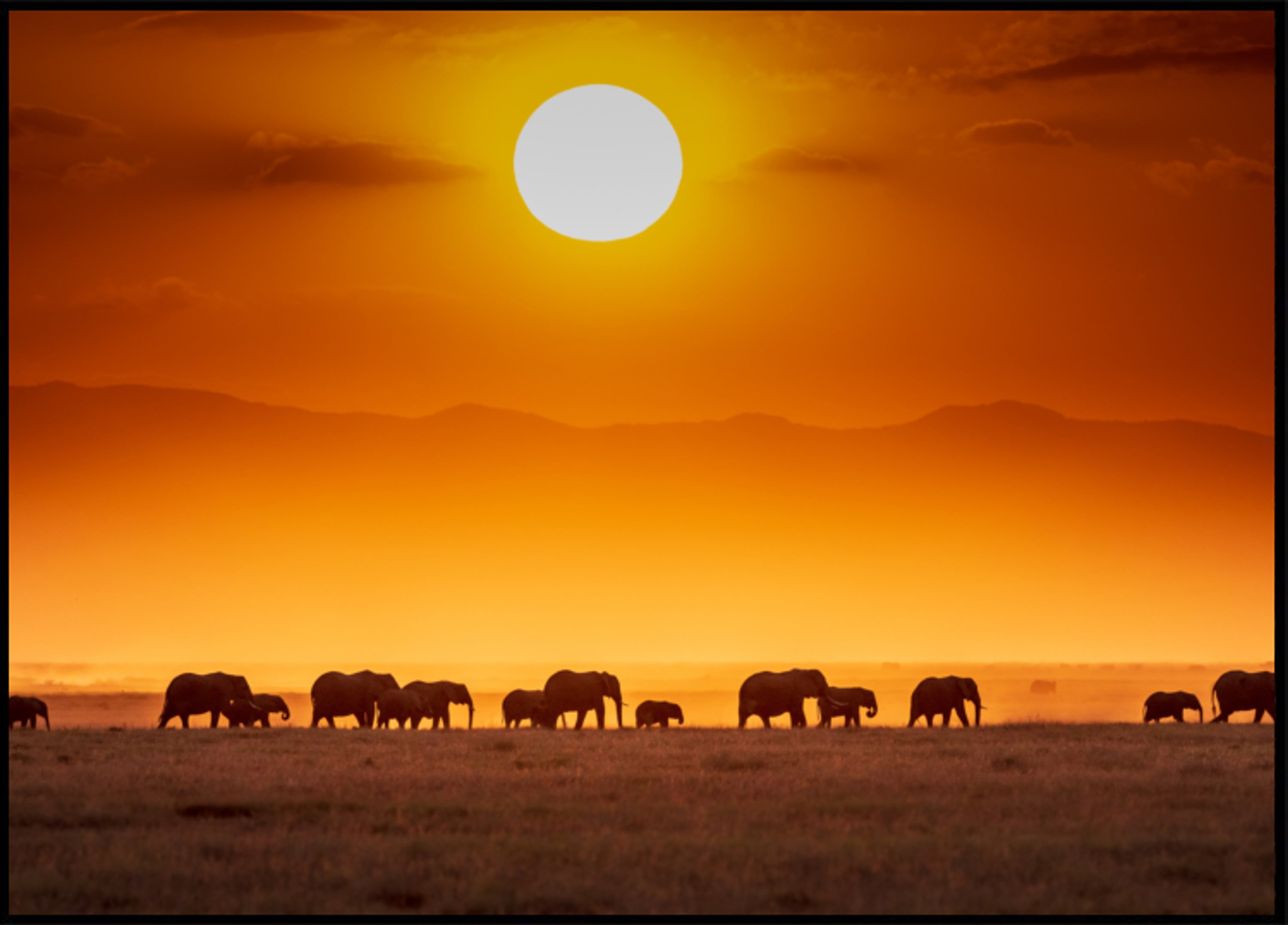 Afrikaanse zonsondergangolifanten