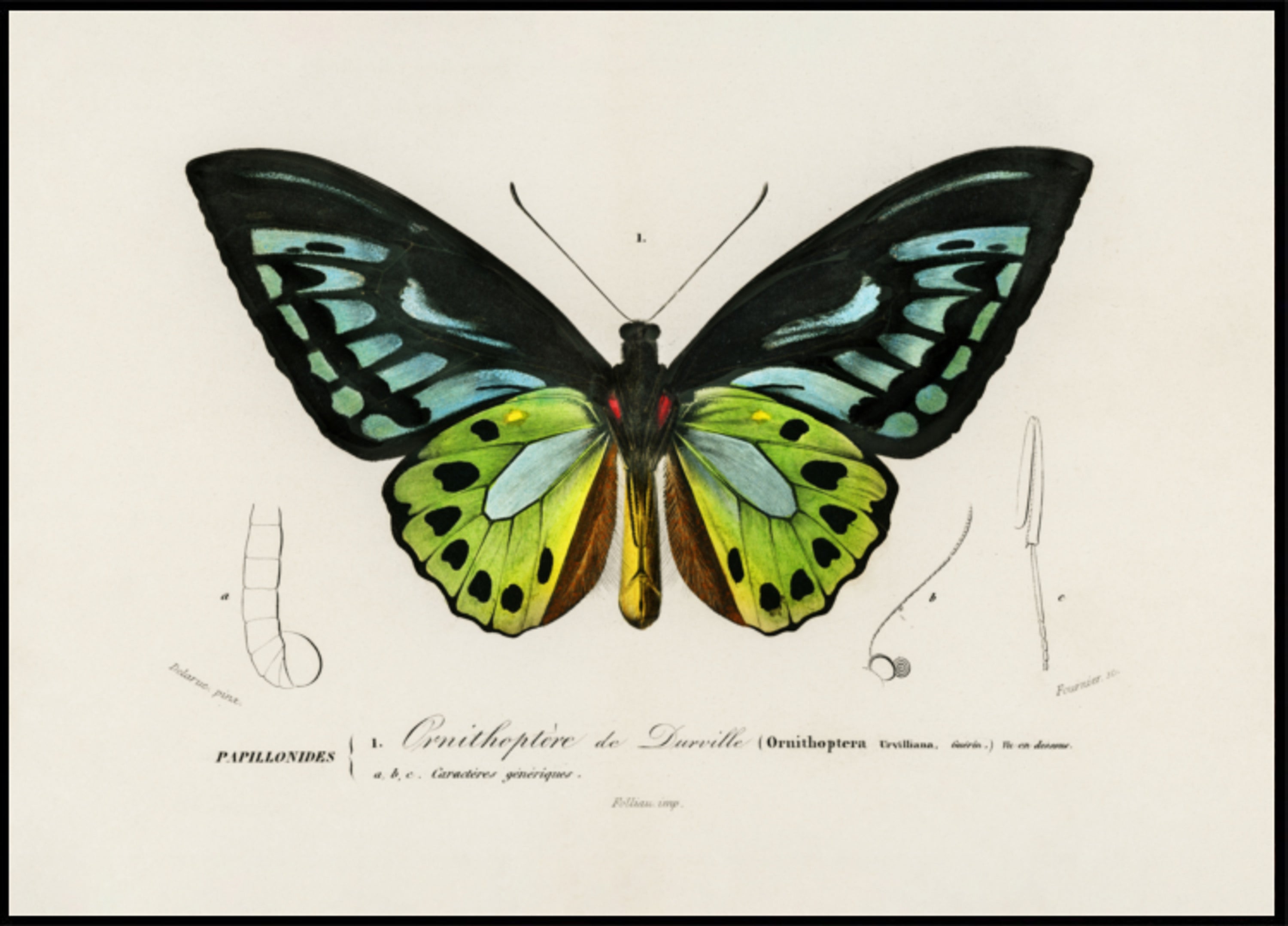 Groene Birdwing-vlinder