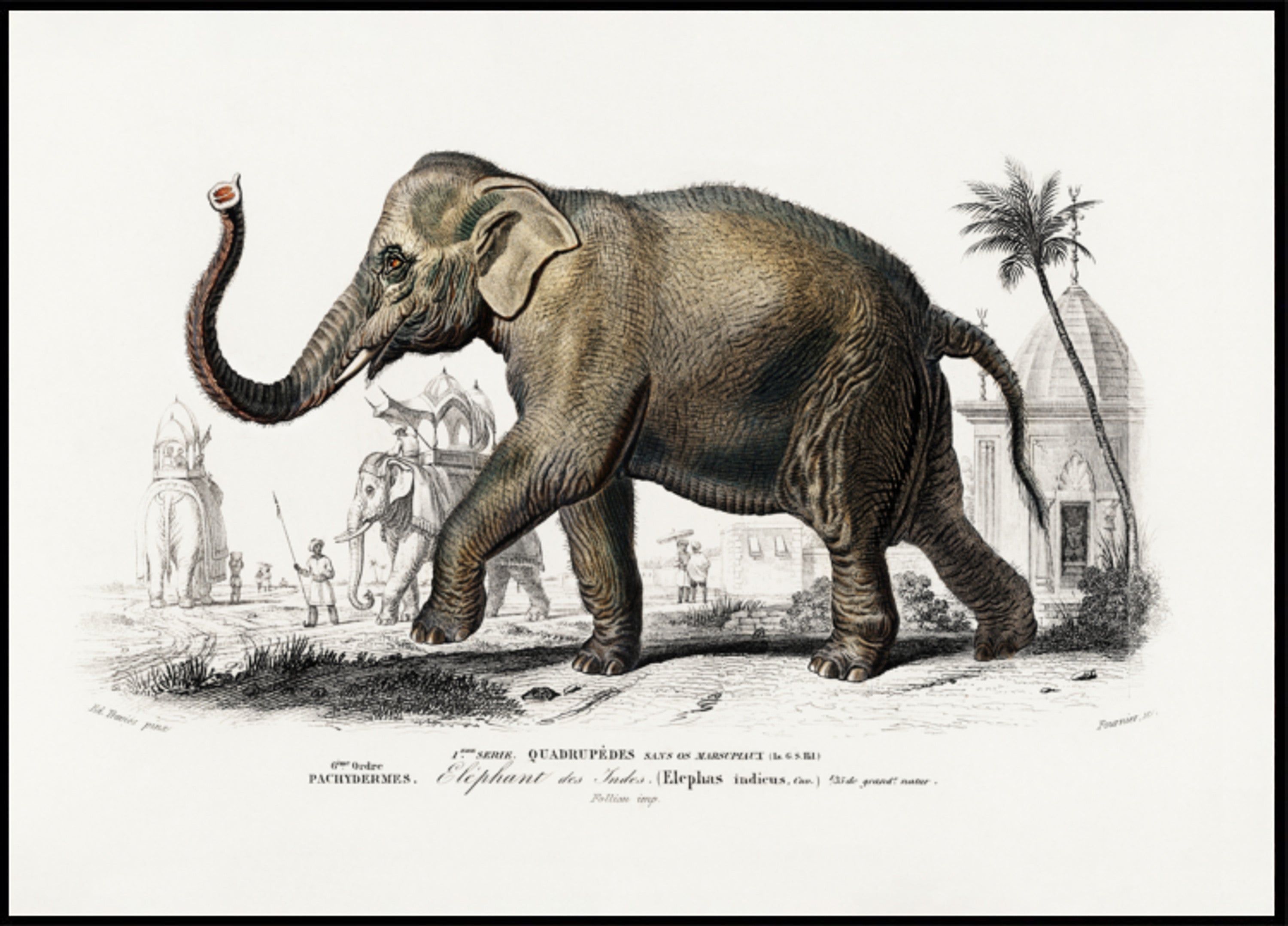 Aziatische olifant