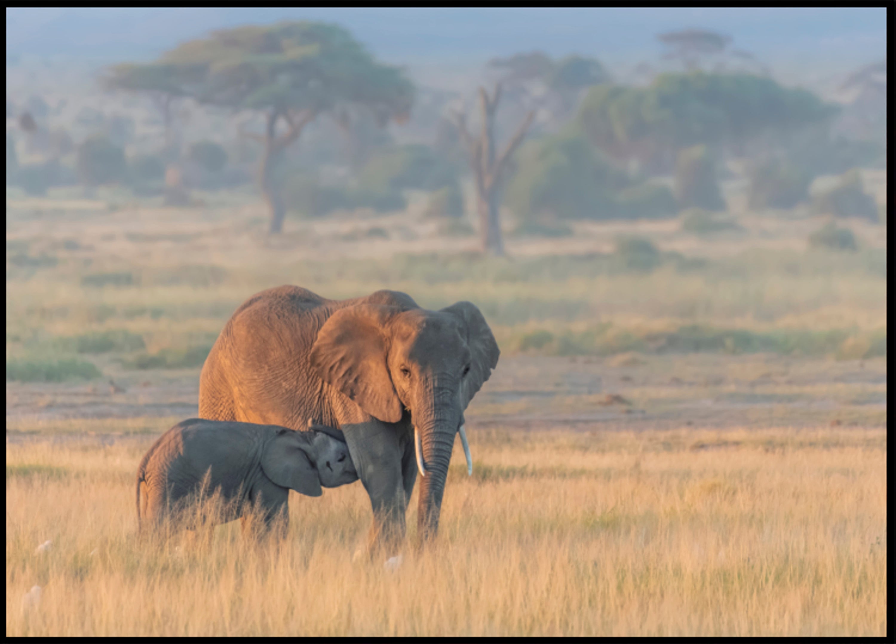 Moederkalf van de Afrikaanse olifant