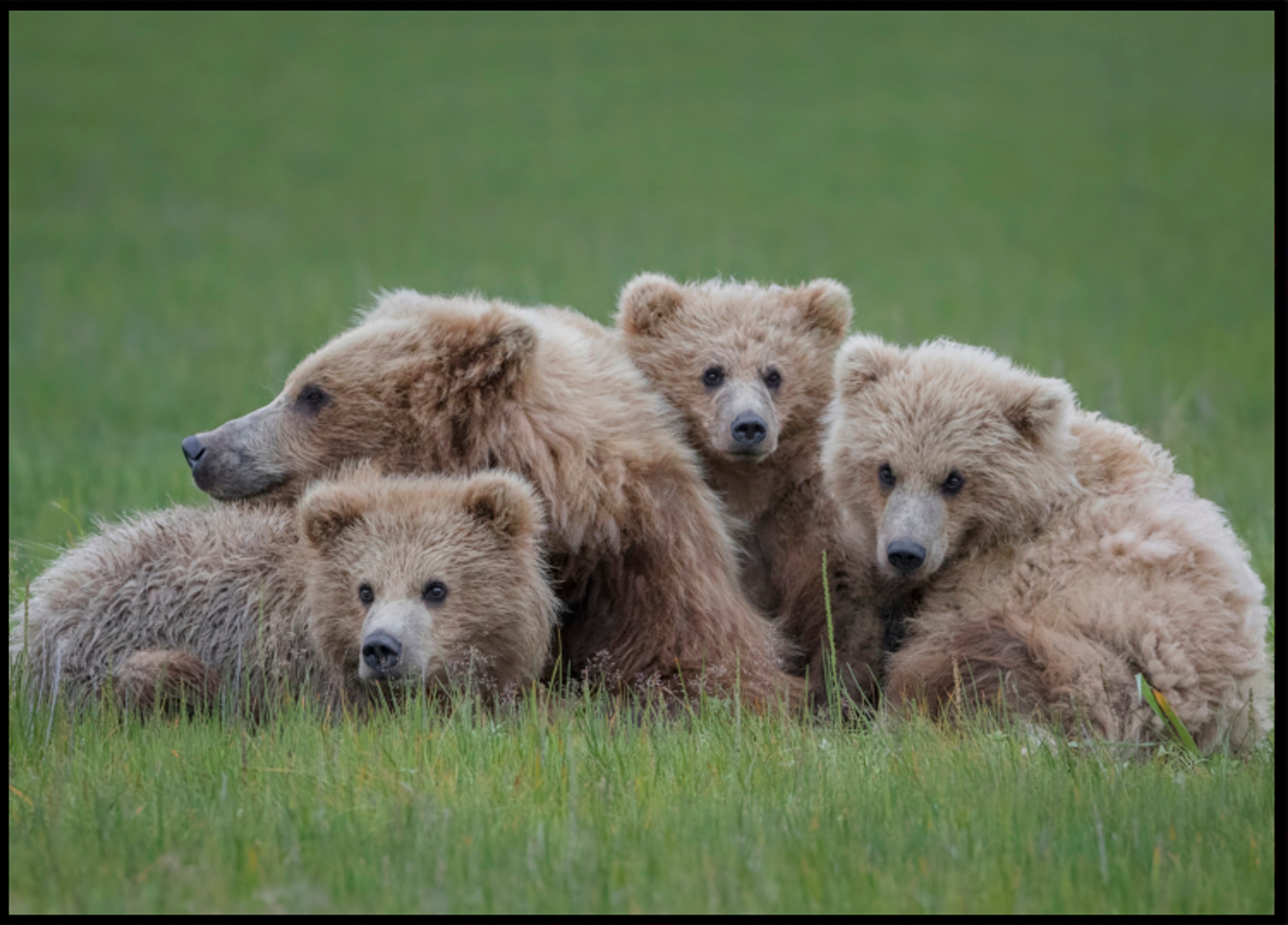 Familie bruine beren