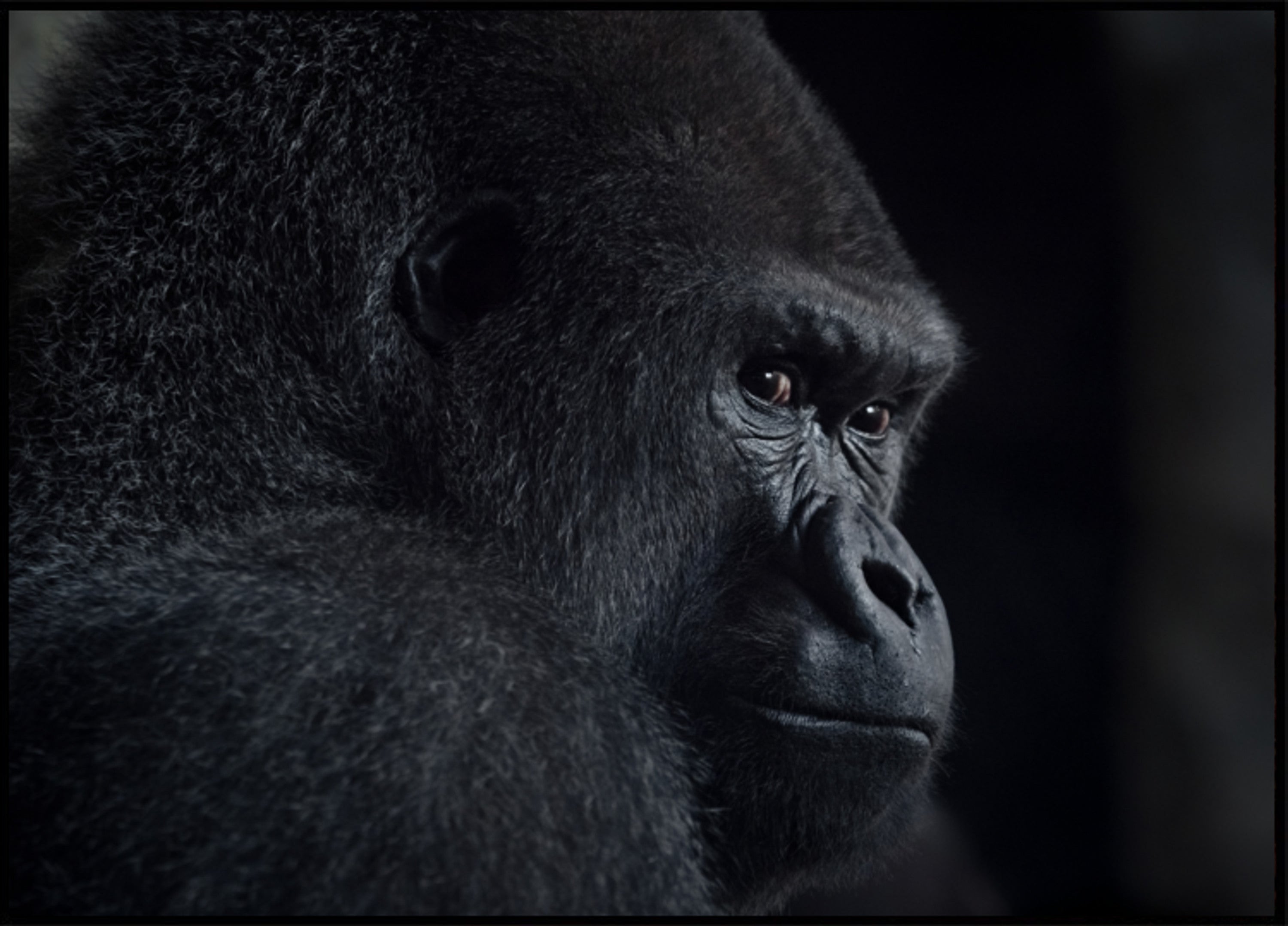 Peinzend gorillaprofiel