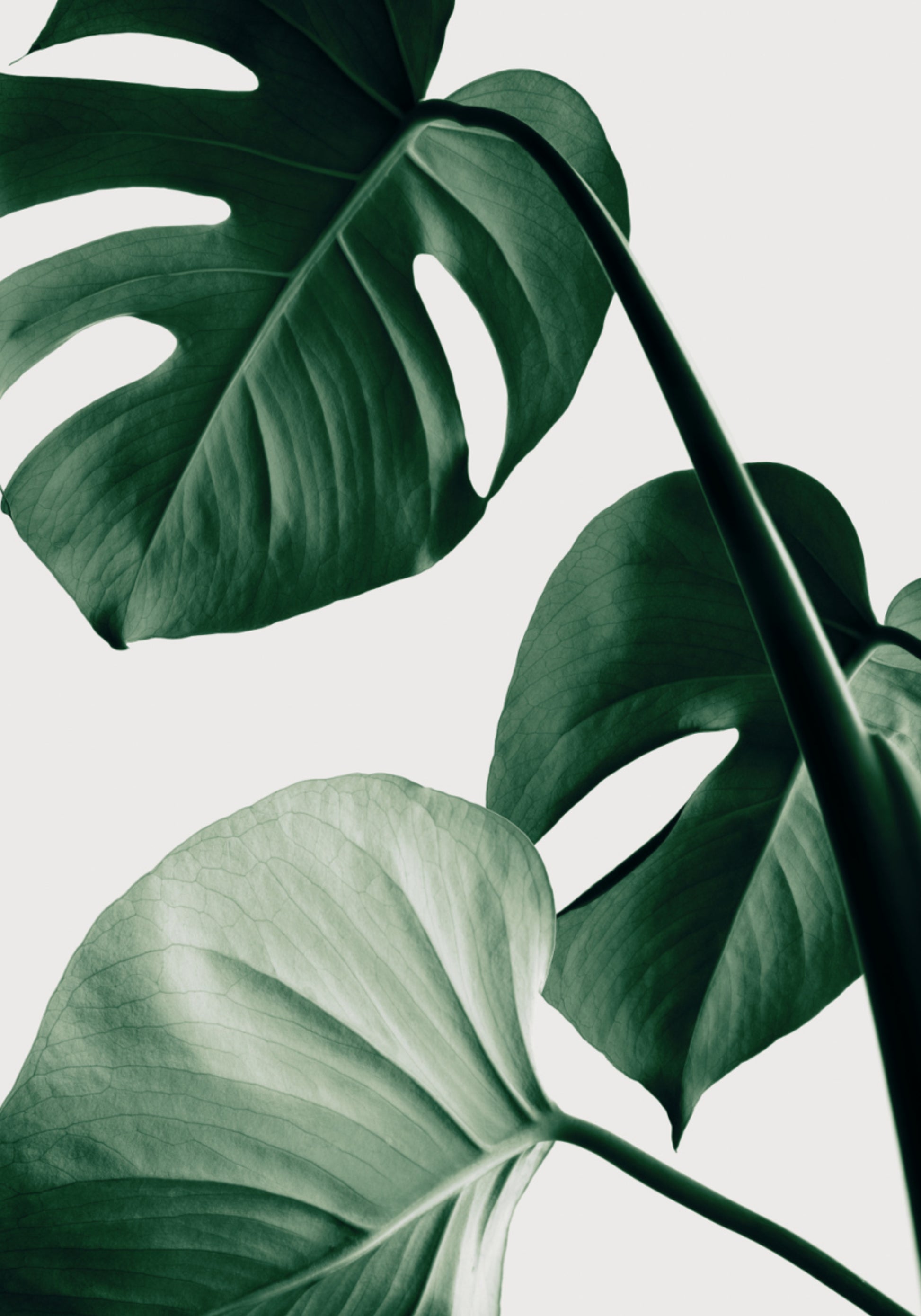 Weelderige Monstera-bladeren