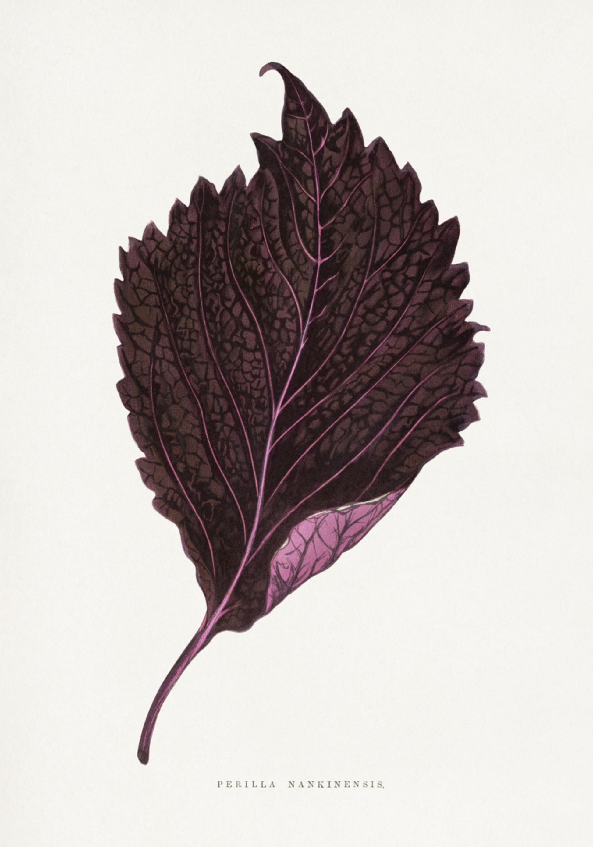 Roze Perilla Nankinensis bladillustratie