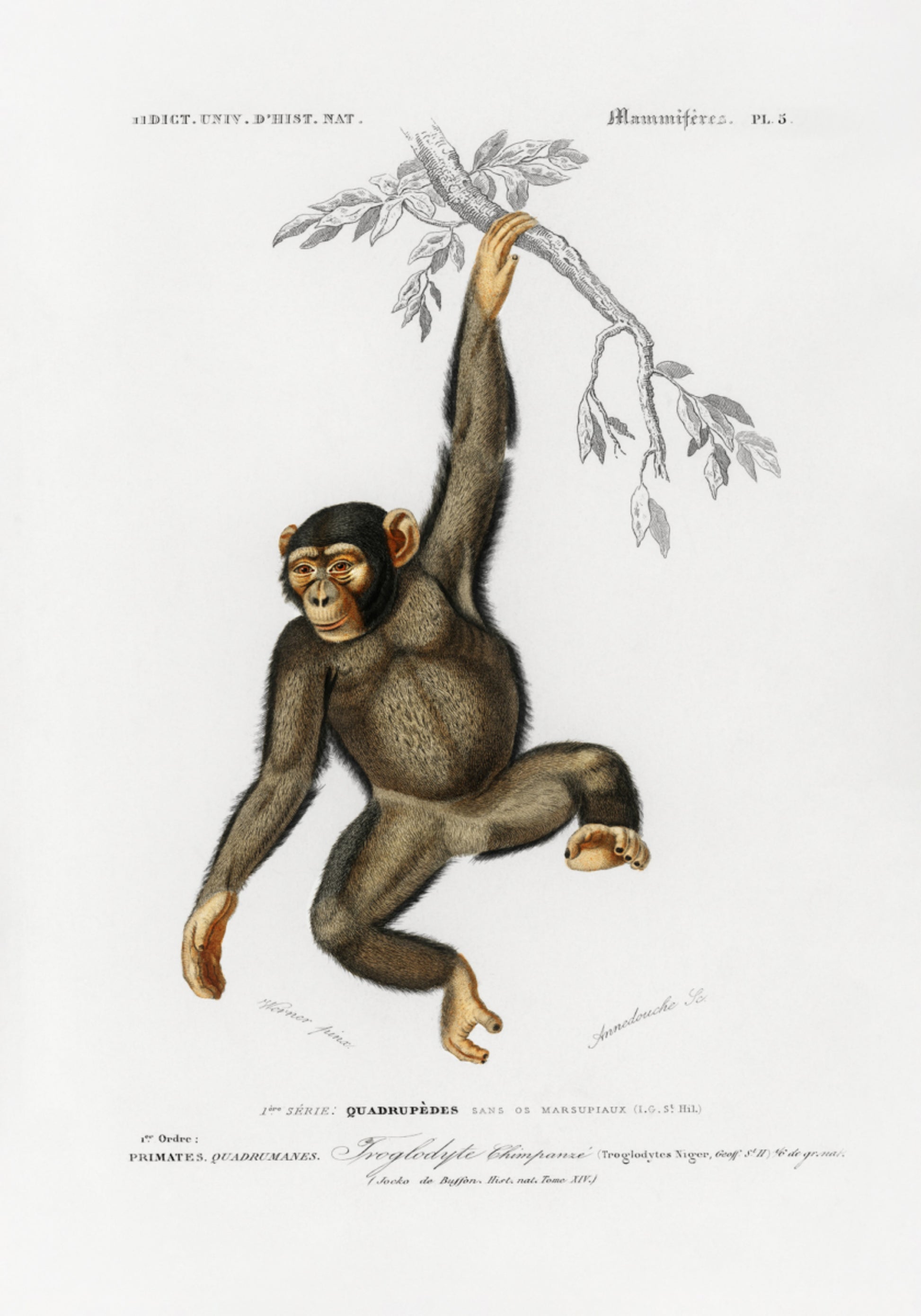 Chimpansee