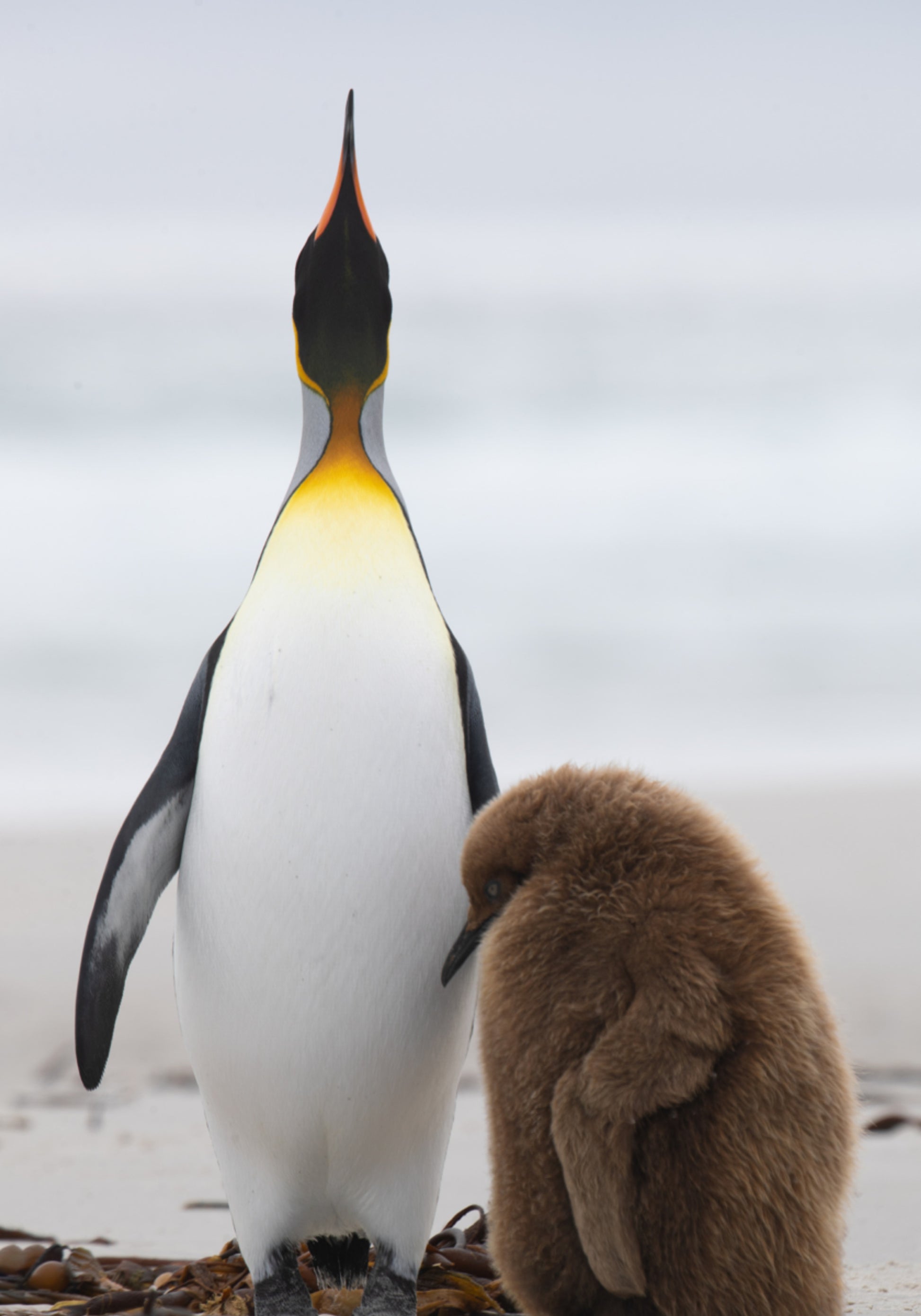 Pinguïnfamilie op strand