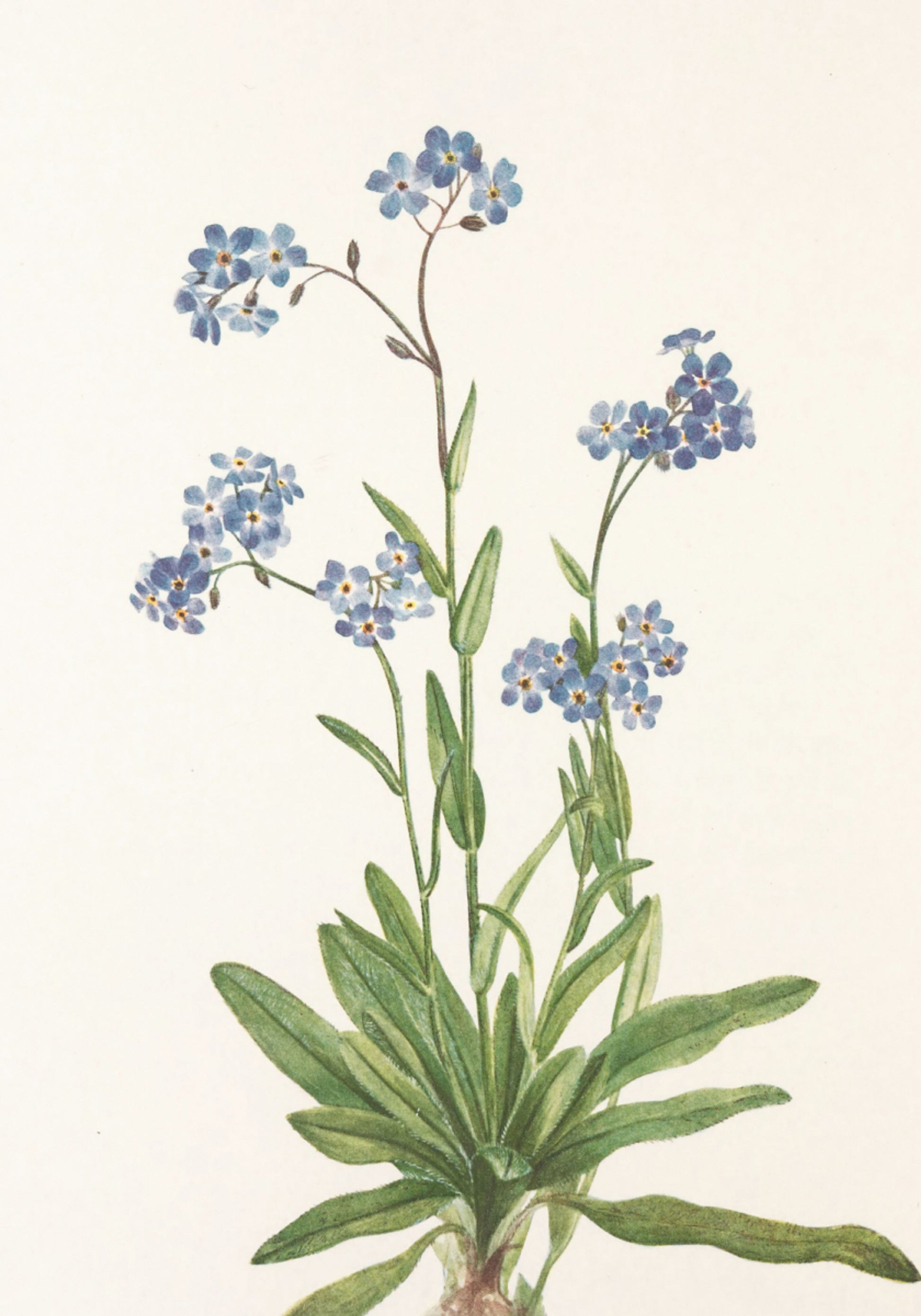 Alpine Vergeet me niet van Noord-Amerikaanse wilde bloemen (1925) door Mary Vaux Walcott