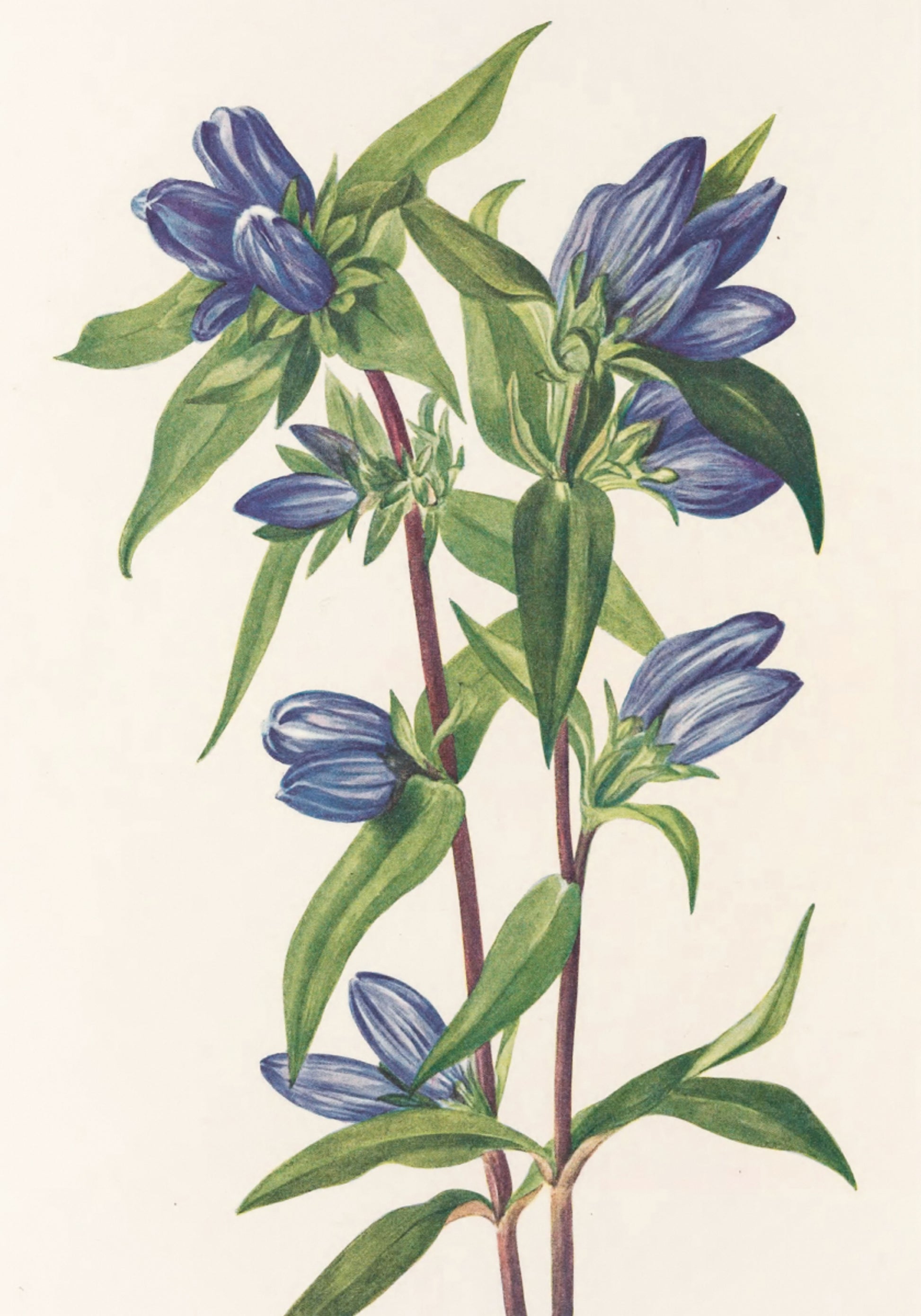 Flesgentiaan van Noord-Amerikaanse wilde bloemen (1925) door Mary Vaux Walcott