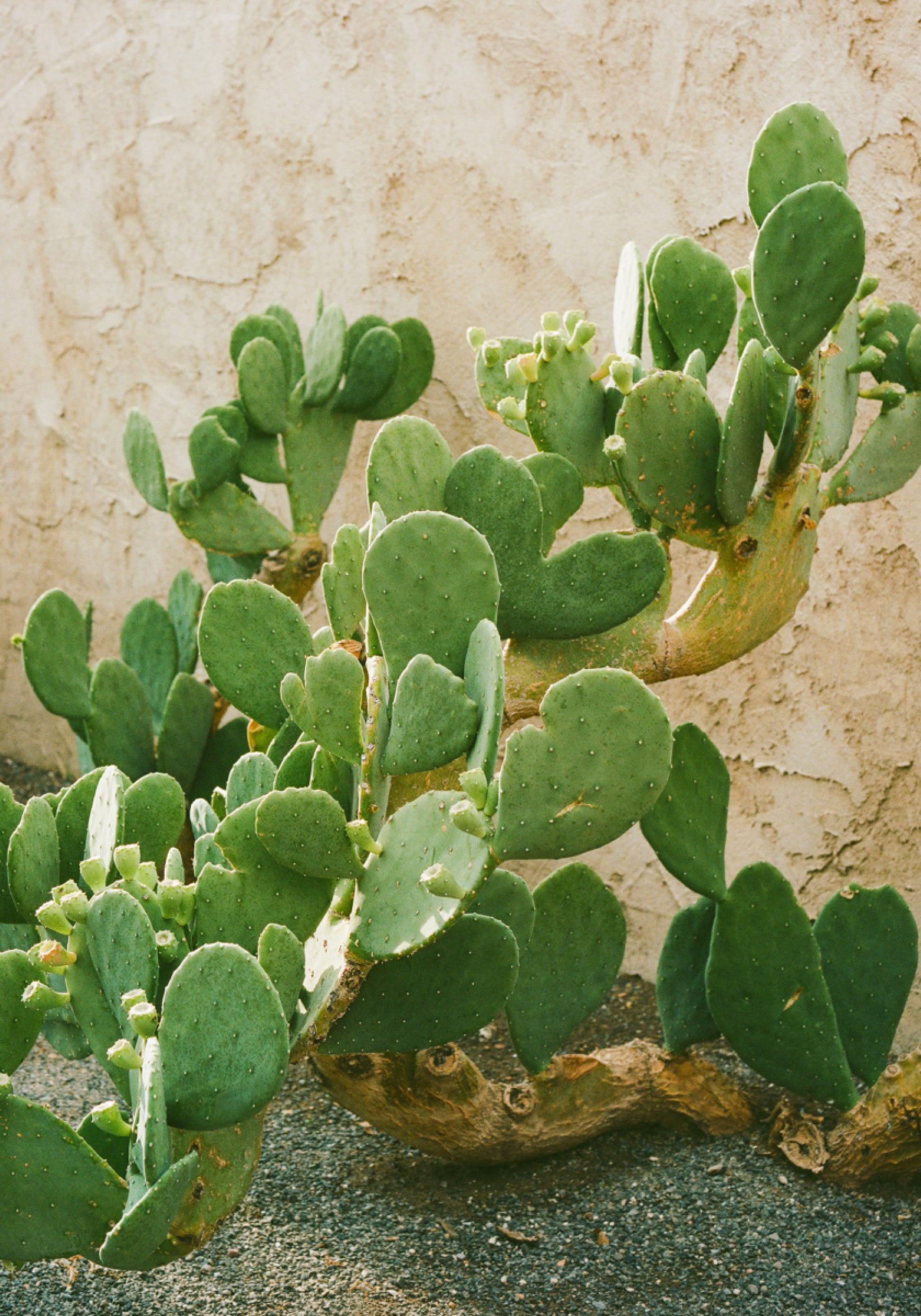 Groene cactusvijgcactus