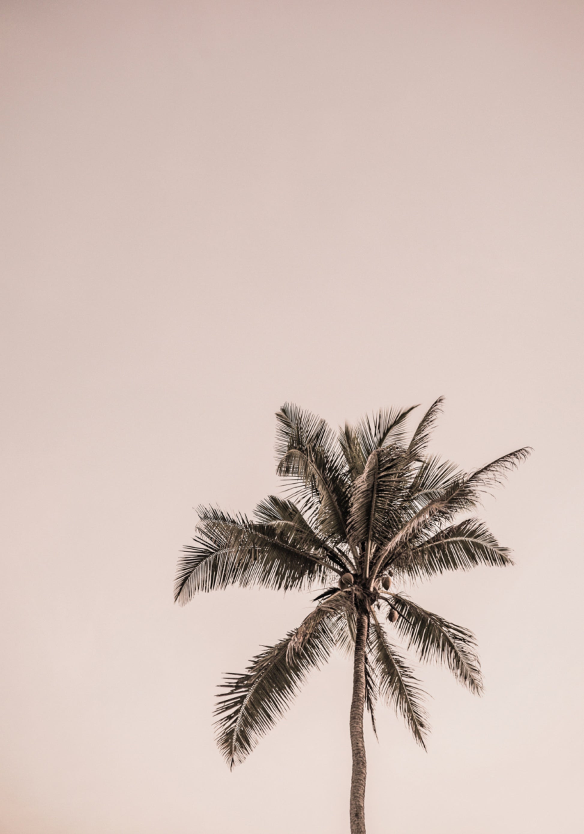 Roze palmsereniteit
