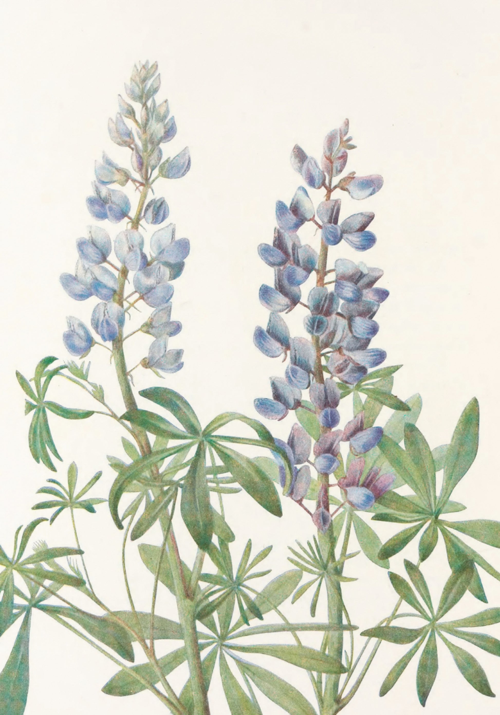 Zonnewijzer Lupin van Noord-Amerikaanse wilde bloemen (1925) door Mary Vaux Walcott