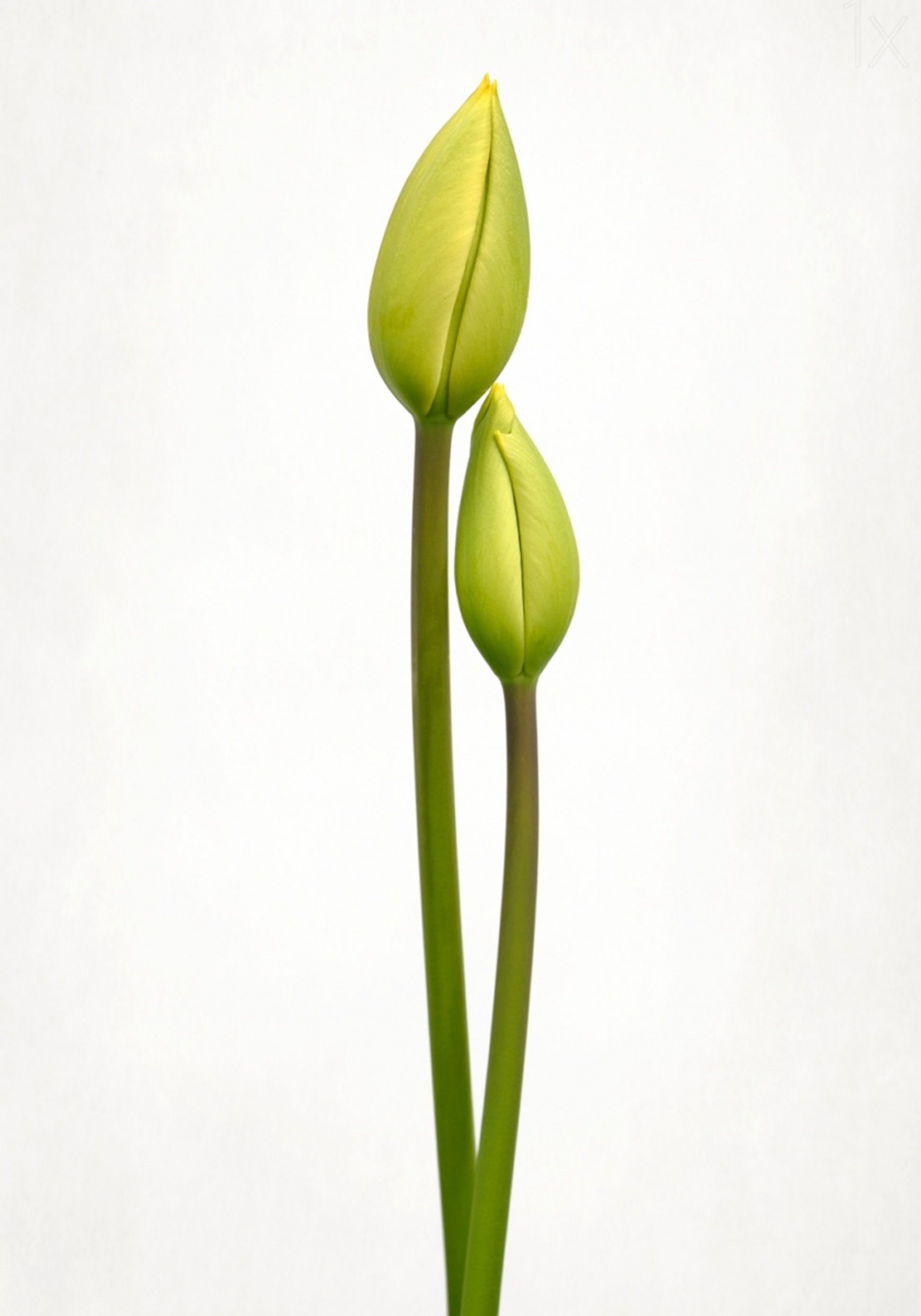 Groene Tulpknoppen